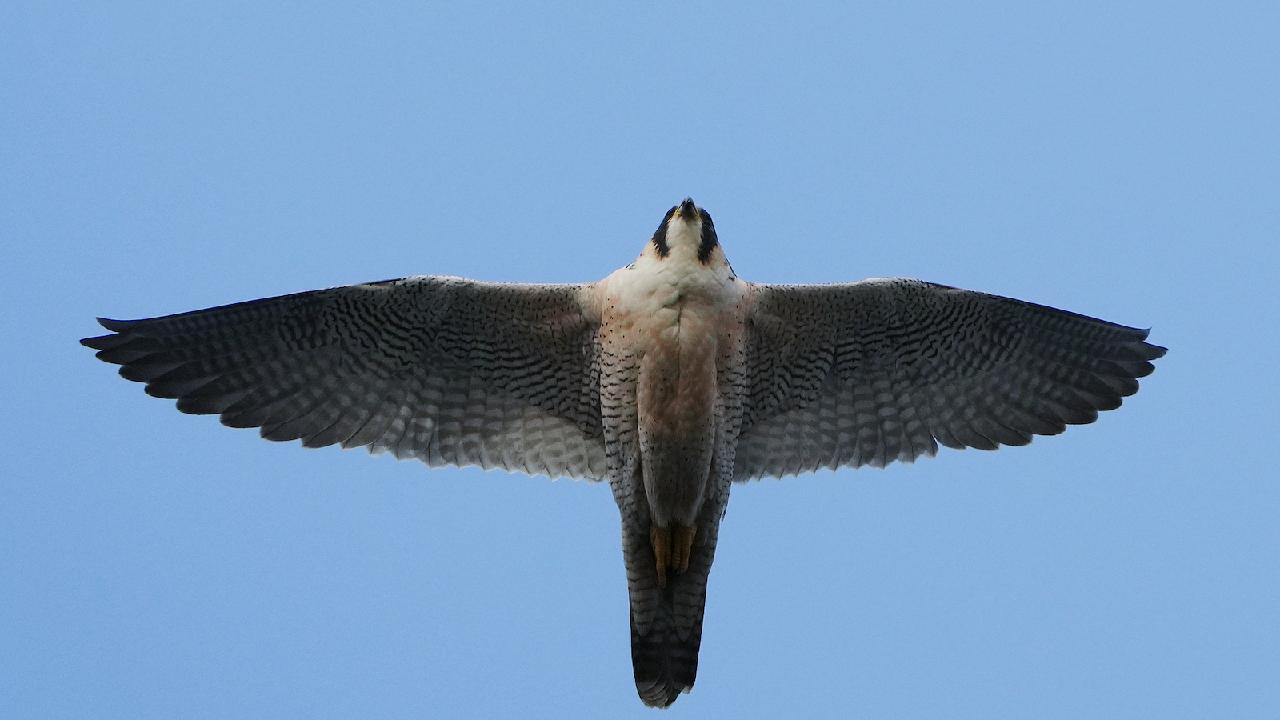 Improvement in Beijing's Water Environment Evidenced by Reappearance of Birds