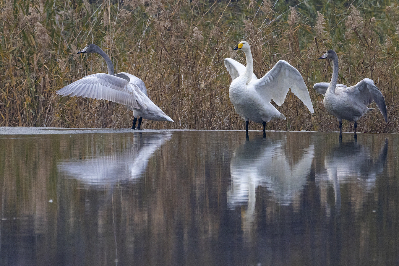 Whooper swans migrate to the upper stream of the Miyun Reservoir in Beijing, China, November 8, 2024. /CFP