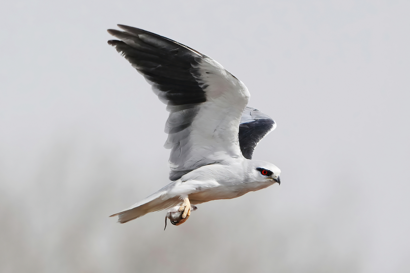 A black-winged kite hunts a prey, Beijing, China, March 10, 2024. /CFP