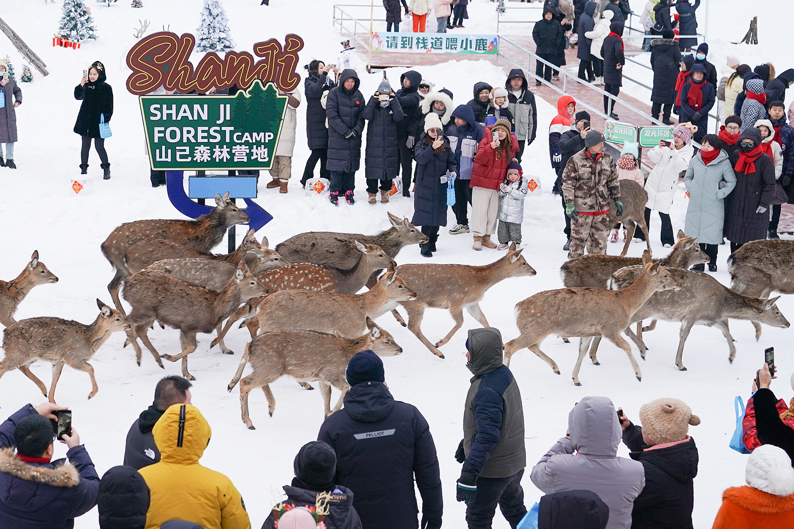 A herd of deer attracts visitors at Jinshan Deer Park in Jinlin District, Yichun City, Heilongjiang Province on December 14, 2024. /CFP