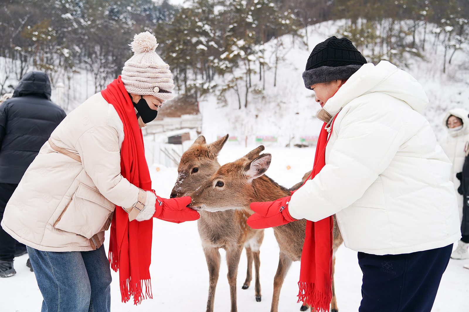 Visitors interact with deer at Jinshan Deer Park in Jinlin District, Yichun City, Heilongjiang Province on December 14, 2024. /CFP