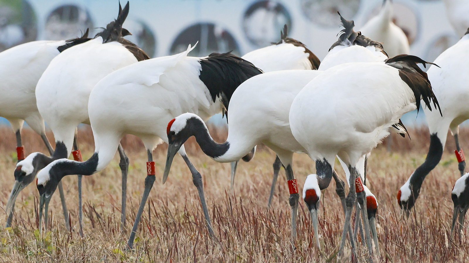 Wildlife thrives in winter habitat at east China wetlands