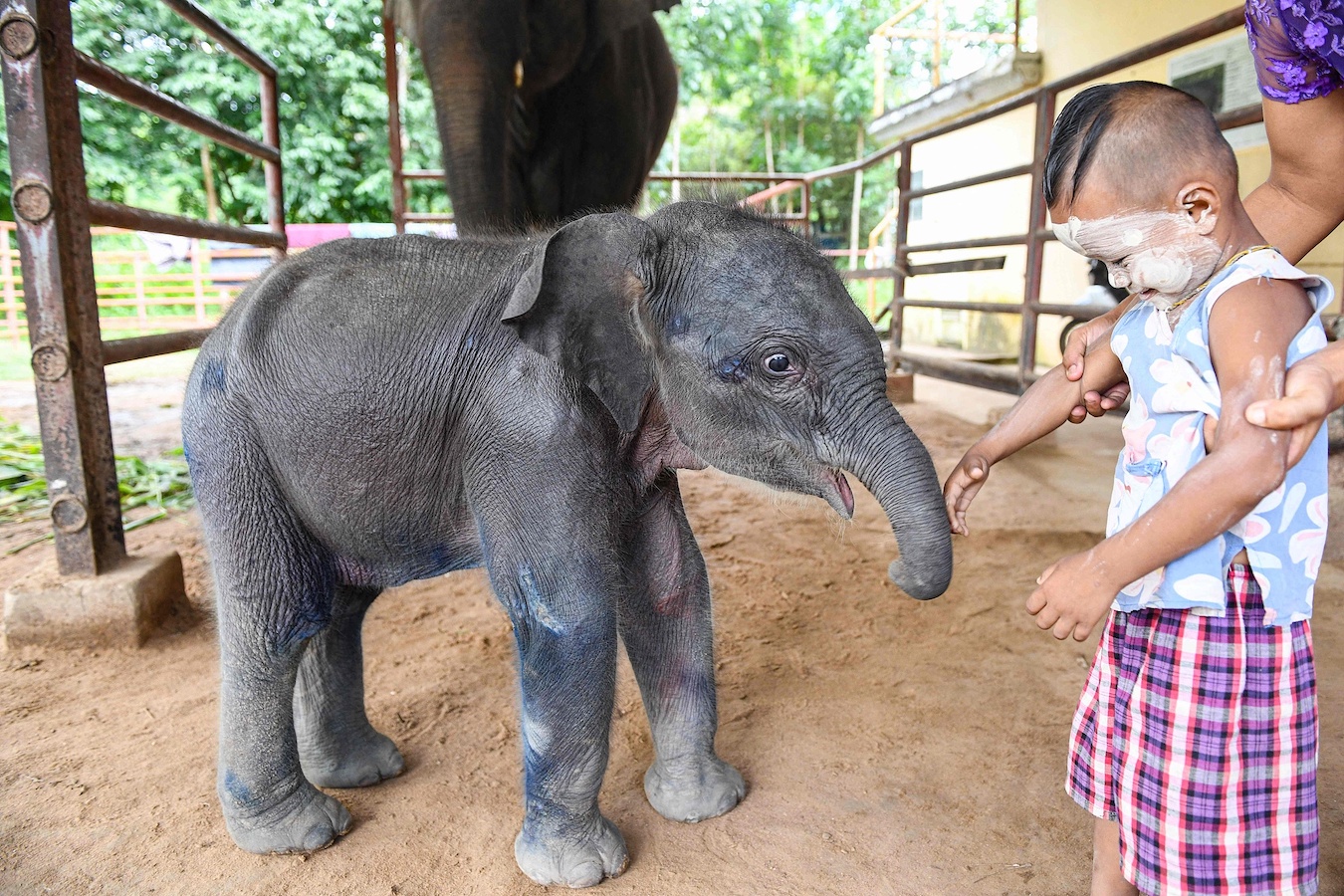 A boy touches one of the elephant twins at Wingabaw Elephant Camp, Myanmar's Bago region, September 5, 2024. /CFP