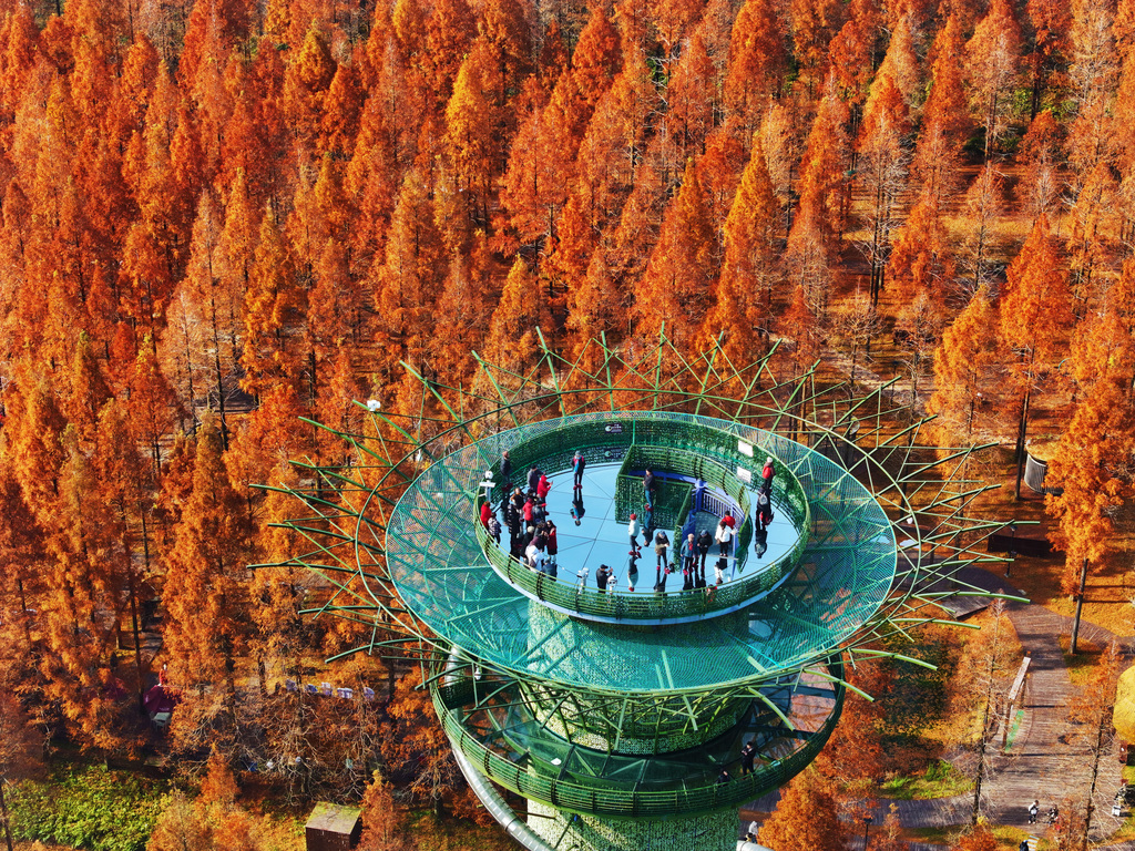 Visitors enjoy the stunning scenery at Dongtai Huanghai National Forest Park in Yancheng City, Jiangsu Province on December 14, 2024. /CFP 