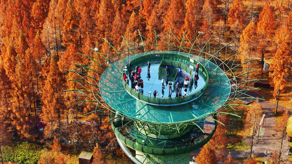 Forest park in Jiangsu ablaze with colorful metasequoia trees