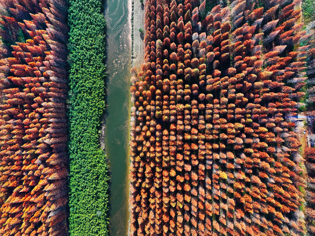 Visitors enjoy the stunning scenery at Dongtai Huanghai National Forest Park in Yancheng City, Jiangsu Province on December 14, 2024. /CFP 