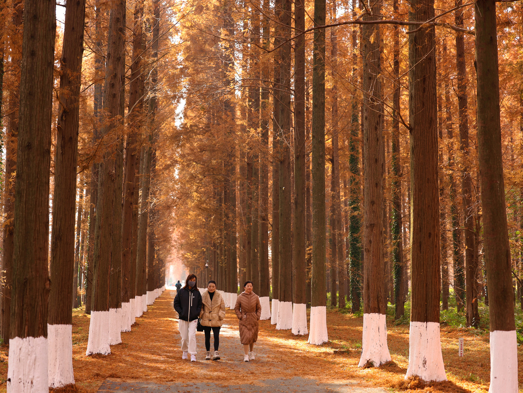 Visitors enjoy the stunning scenery at Dongtai Huanghai National Forest Park in Yancheng City, Jiangsu Province on December 14, 2024. /CFP 