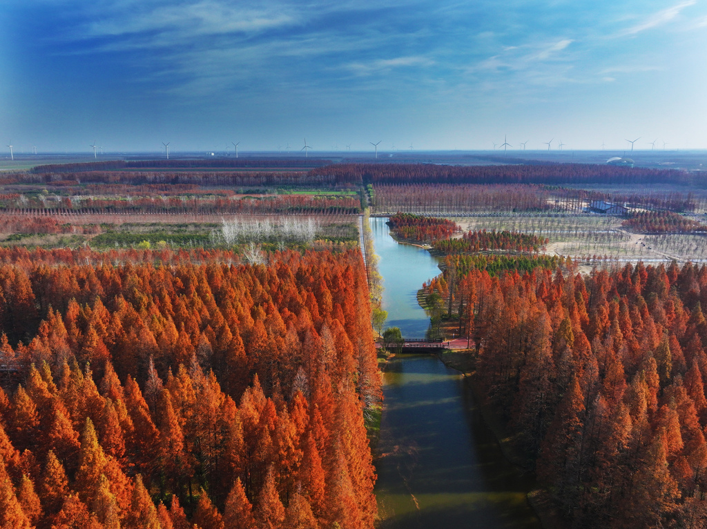 Visitors enjoy the stunning scenery at Dongtai Huanghai National Forest Park in Yancheng City, Jiangsu Province on December 14, 2024. /CFP 