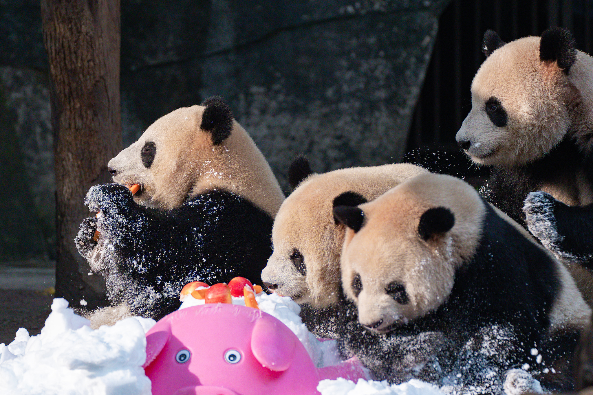 Two pairs of twin pandas Shuangshuang and Chongchong, and Xixi and Qingqing, enjoy treats at Chongqing Zoo in Chongqing on December 15, 2024. /CFP