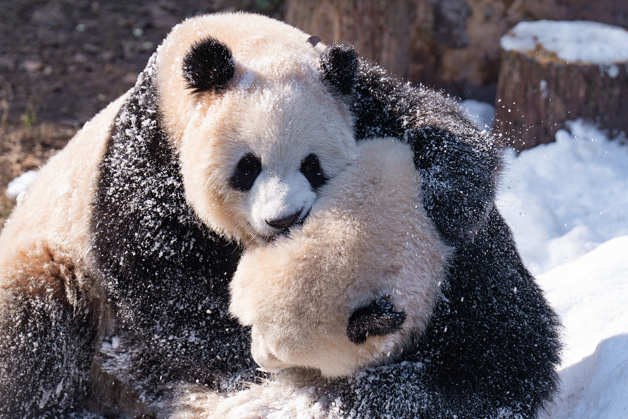 Twin pandas Yu Ke and Yu Ai roll in the snow at Chongqing Zoo in Chongqing on December 15, 2024. /CFP