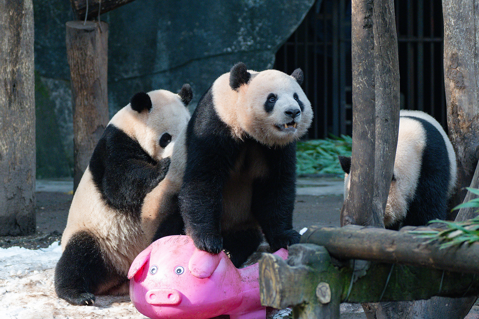 Two pairs of twin pandas Shuangshuang and Chongchong, and Xixi and Qingqing, play with each other at Chongqing Zoo in Chongqing on December 15, 2024. /CFP