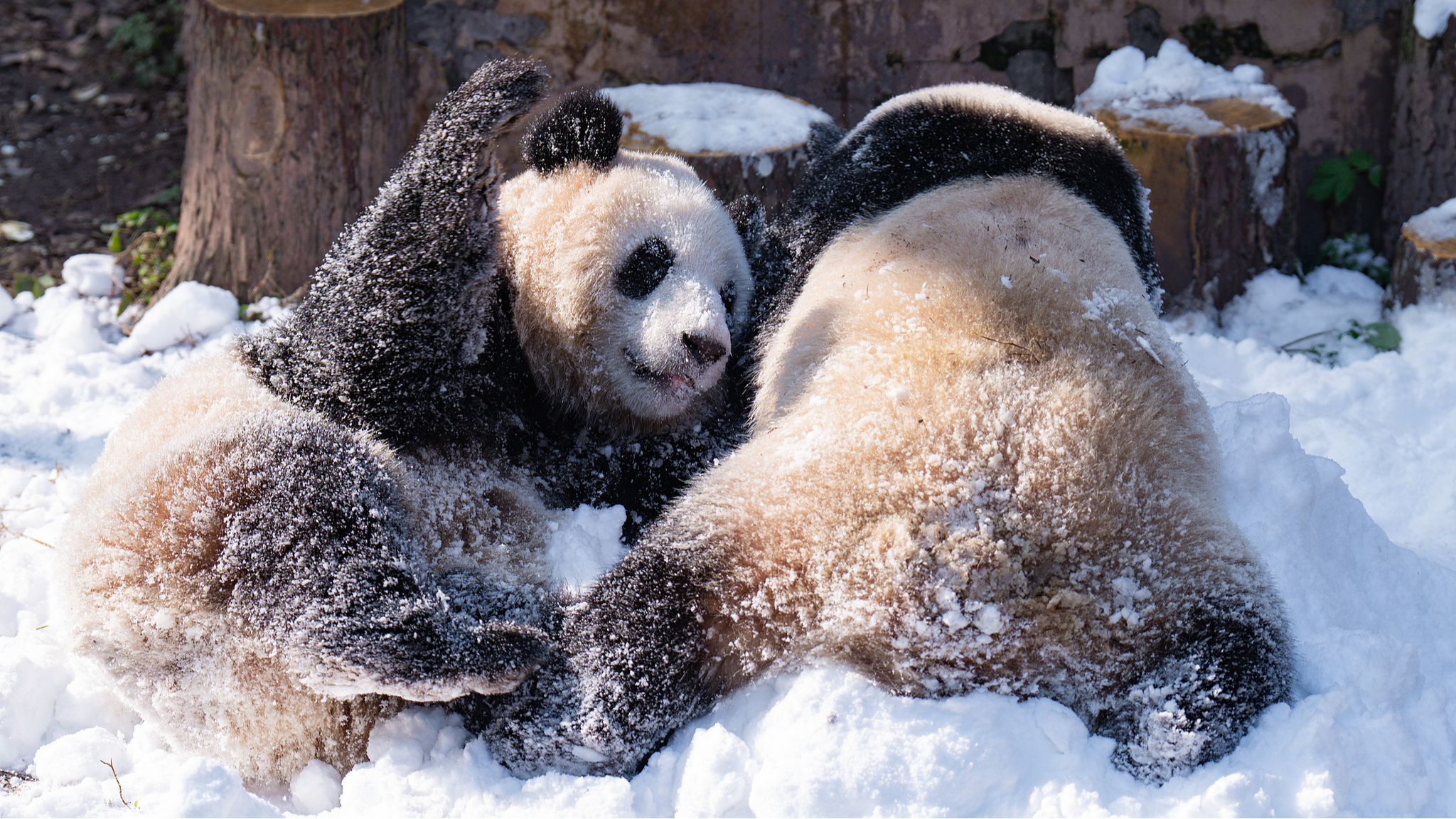 Pandas enjoy snowy fun at Chongqing Zoo