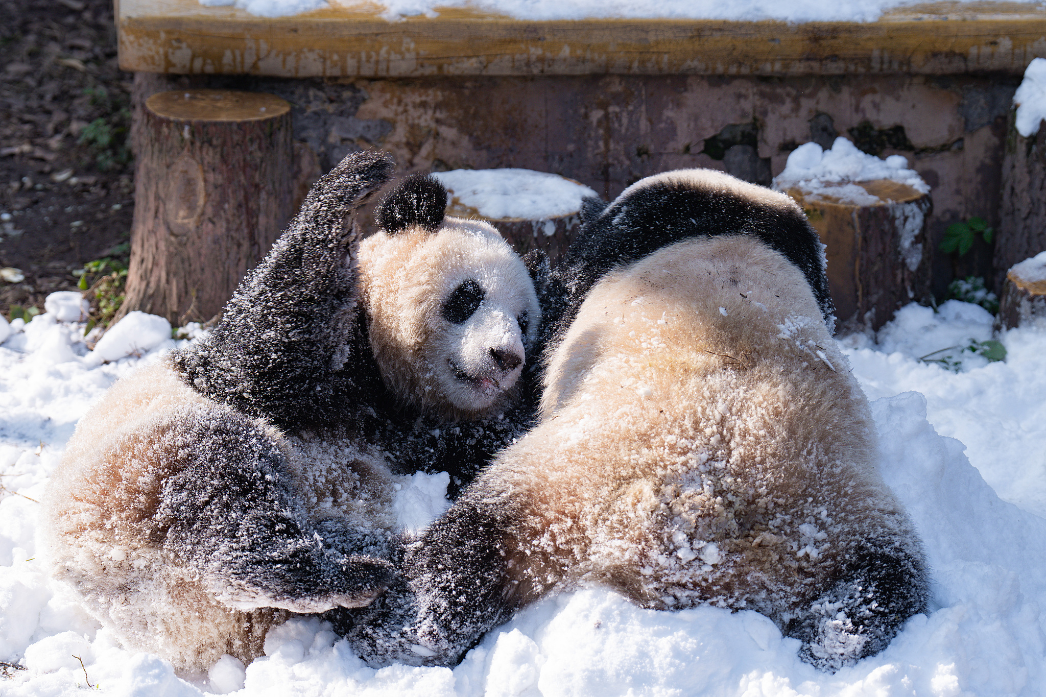 Twin pandas Yu Ke and Yu Ai roll in the snow at Chongqing Zoo in Chongqing on December 15, 2024. /CFP