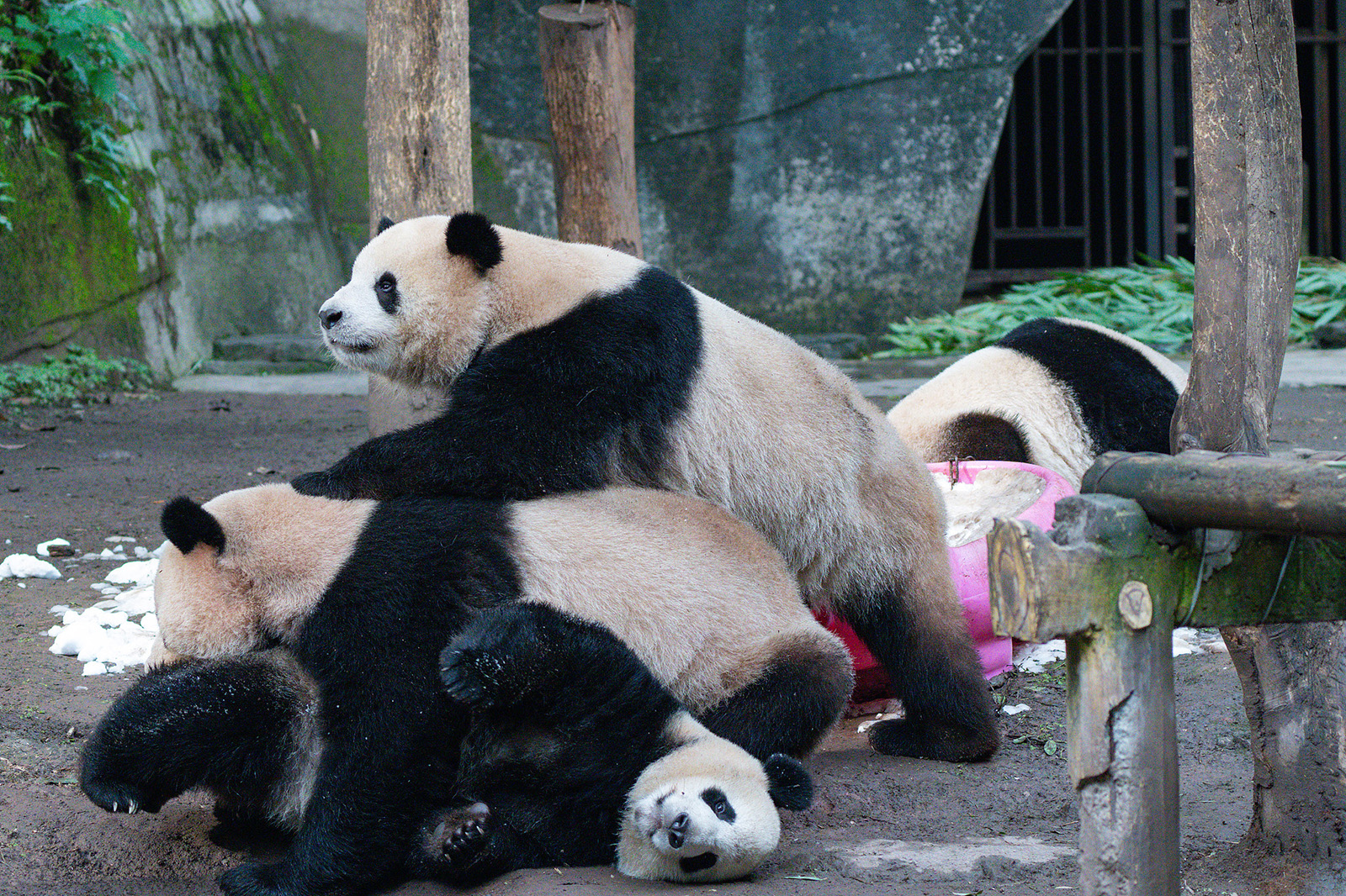 Two pairs of twin pandas Shuangshuang and Chongchong, and Xixi and Qingqing, play with each other at Chongqing Zoo in Chongqing on December 15, 2024. /CFP