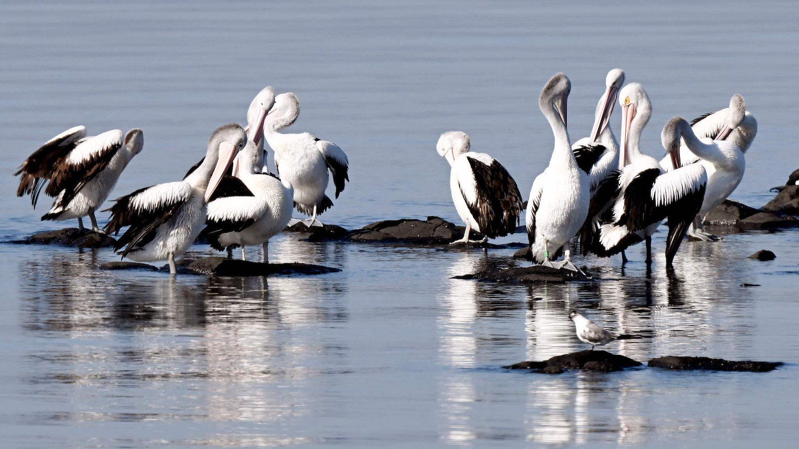 Pelicans preen their feathers at Port Phillip Bay in Melbourne, Australia, August 1, 2024. /CFP