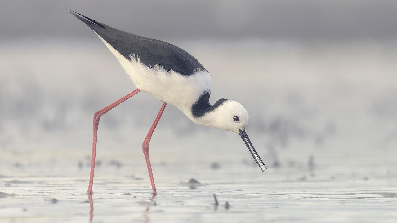 Waterbird Populations in Eastern Australia Drop by 50% Due to Dry Conditions