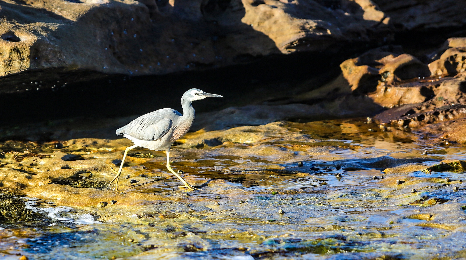 A white-faced heron spotted in Sydney, Australia, October 8, 2023. /CFP