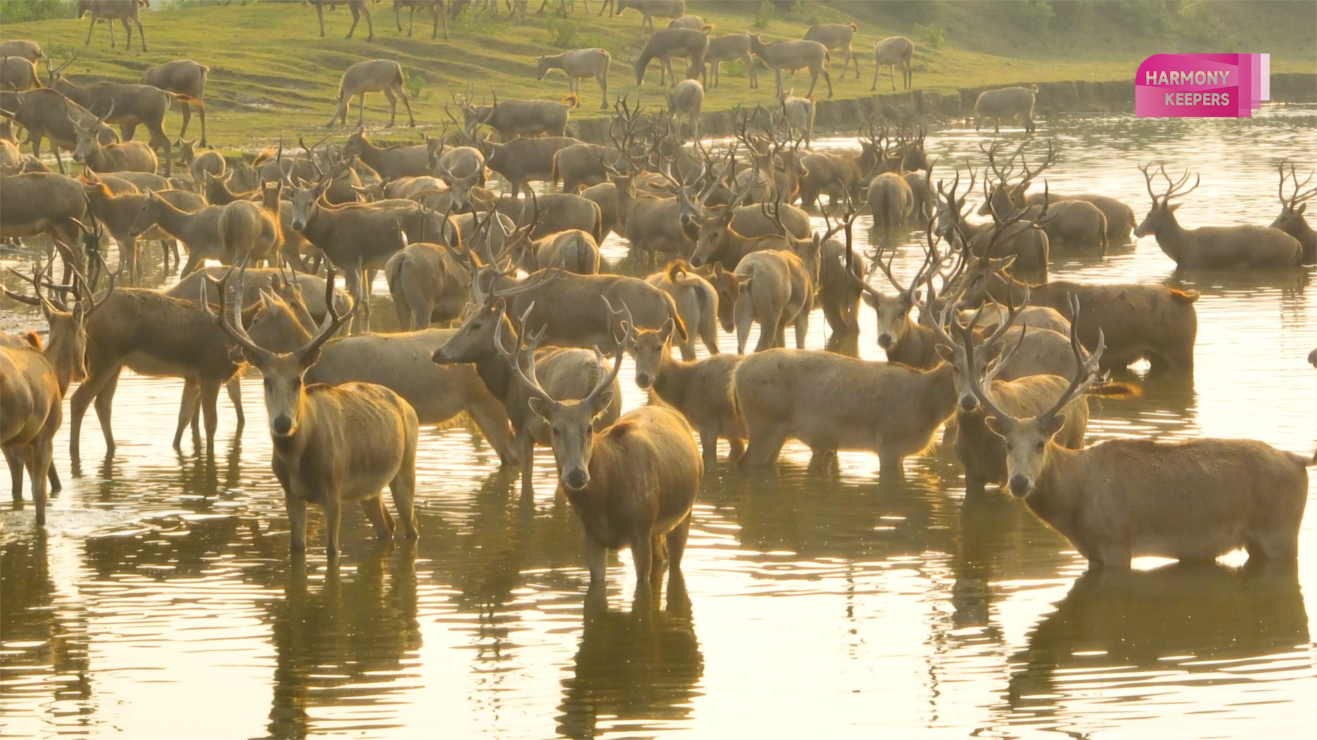 This photo shows a herd of milu deer thriving in Jiangsu's Dafeng Milu National Nature Reserve. /CGTN