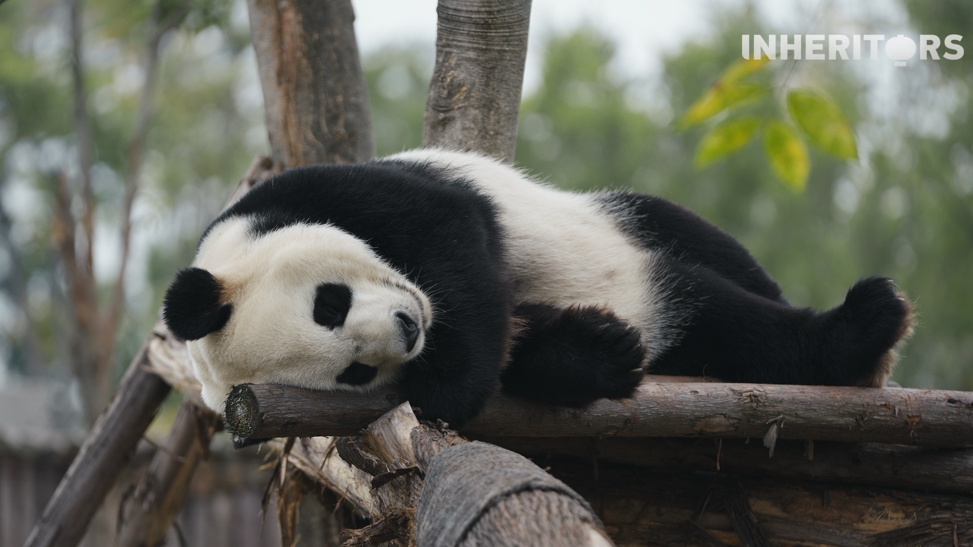 A view of the Chengdu panda research base. /CGTN 