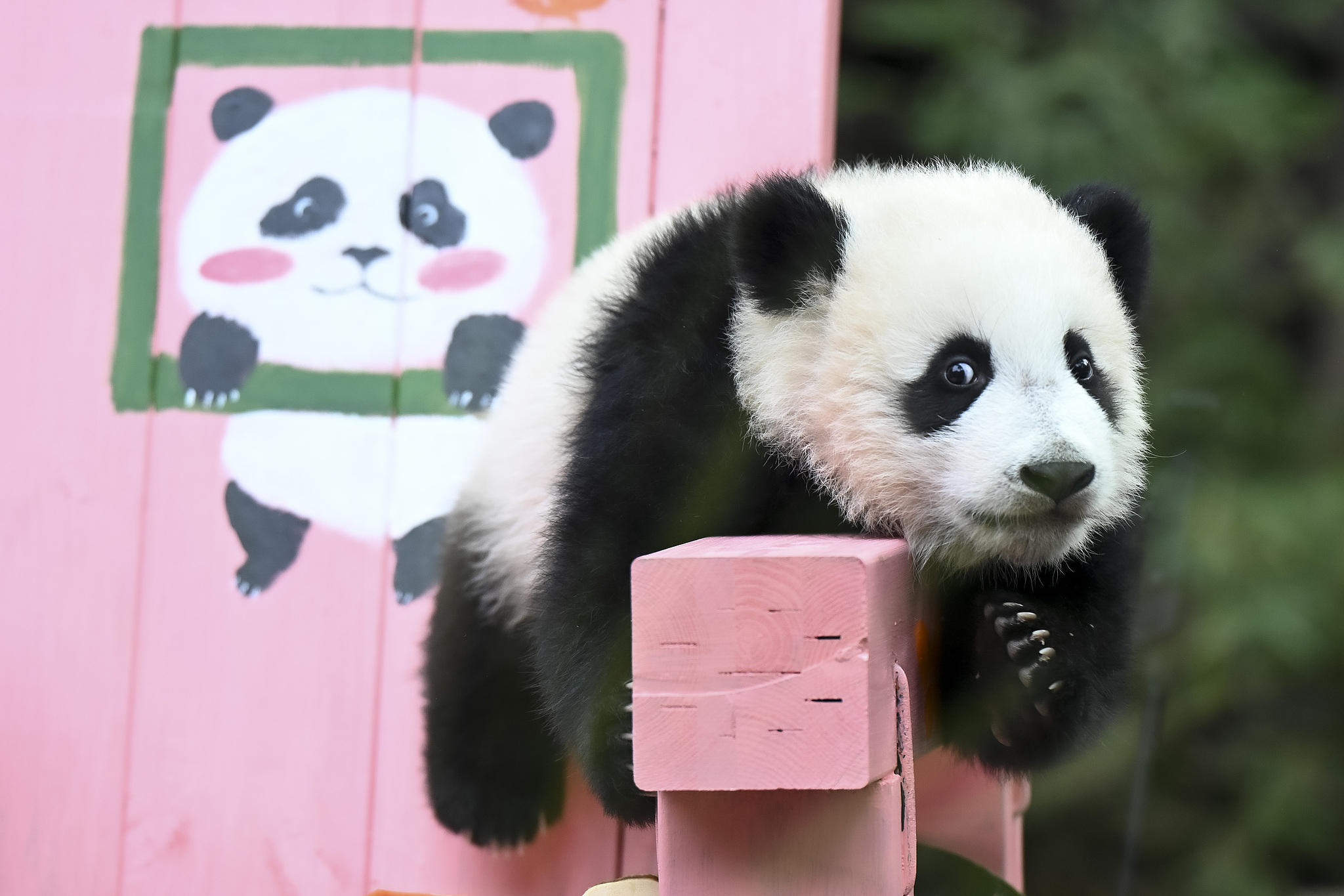 Giant panda cub Mei Zhu celebrates her 6-month milestone at Guangzhou Chimelong Safari Park in Guangdong Province on December 18, 2024. /CFP