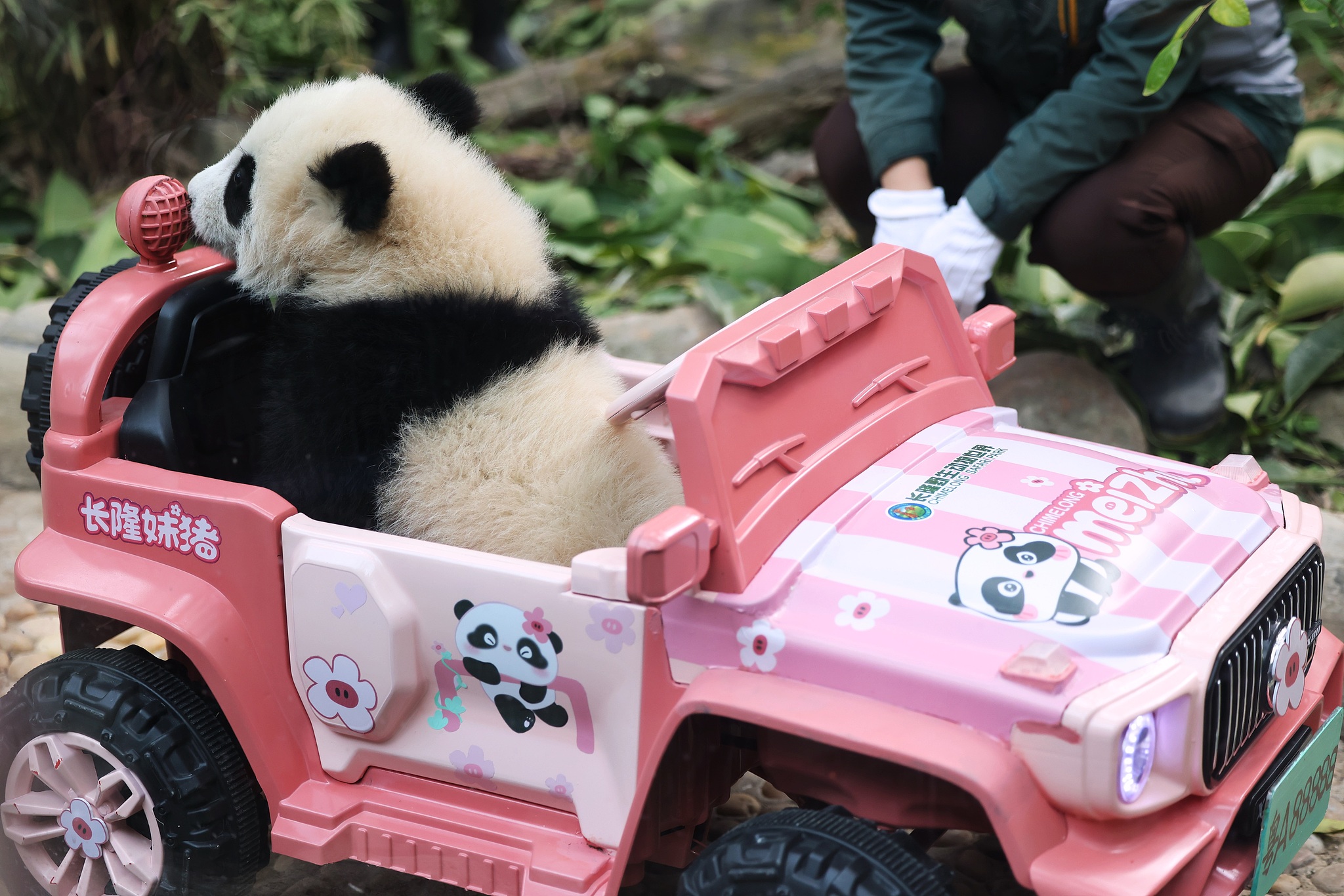 Giant panda cub Mei Zhu celebrates her 6-month milestone at Guangzhou Chimelong Safari Park in Guangdong Province on December 18, 2024. /CFP