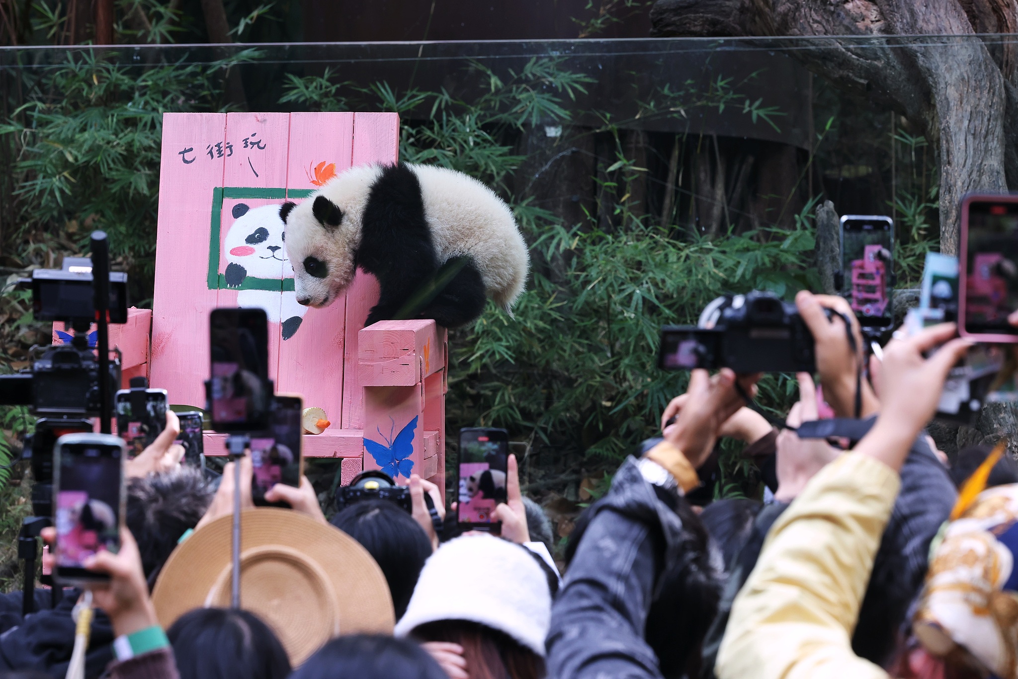 Visitors join in the celebrations for Mei Zhu's 6-month milestone and take photos of the panda cub at Guangzhou Chimelong Safari Park in Guangdong Province on December 18, 2024. /CFP