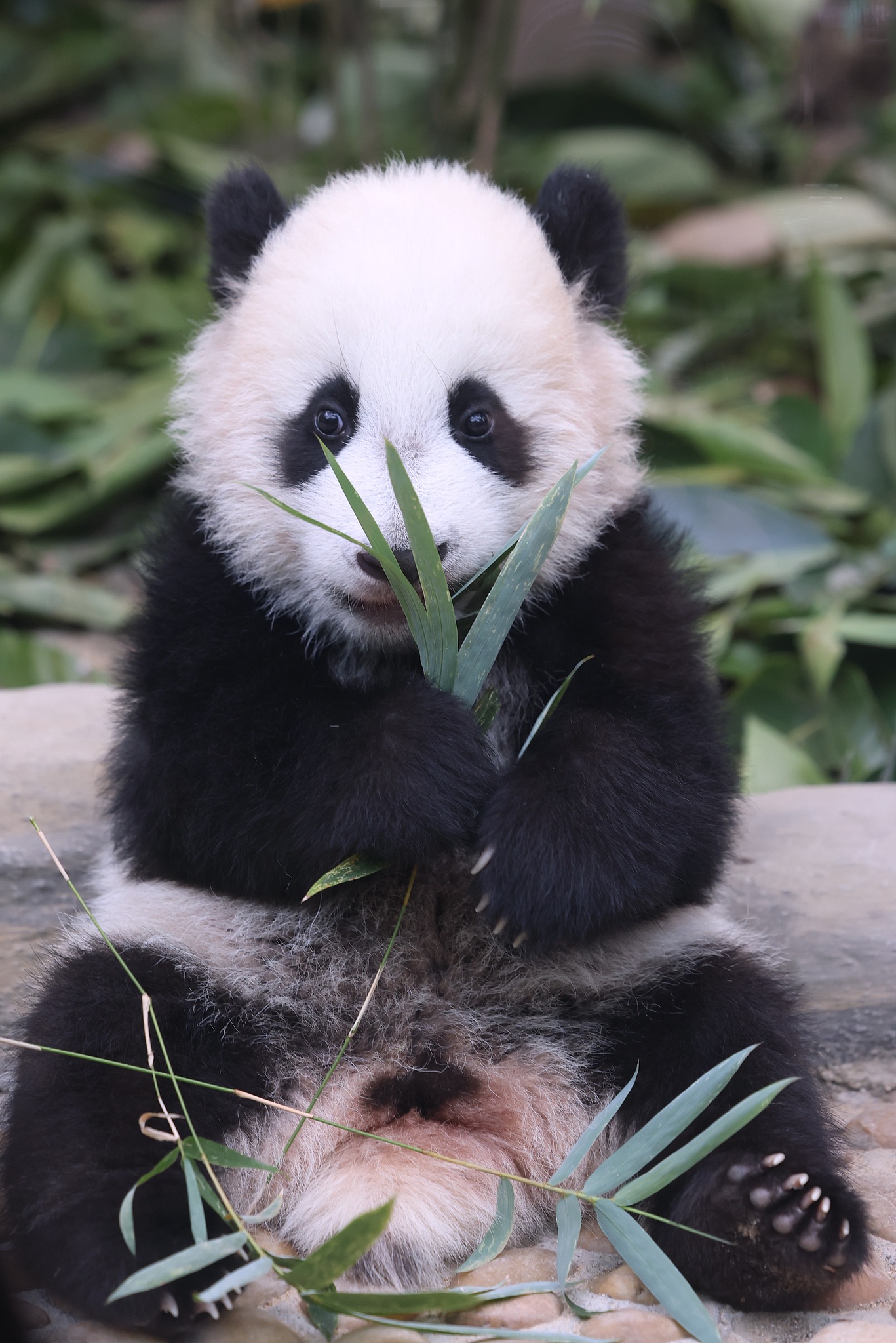 Giant panda cub Mei Zhu celebrates her 6-month milestone at Guangzhou Chimelong Safari Park in Guangdong Province on December 18, 2024. /CFP