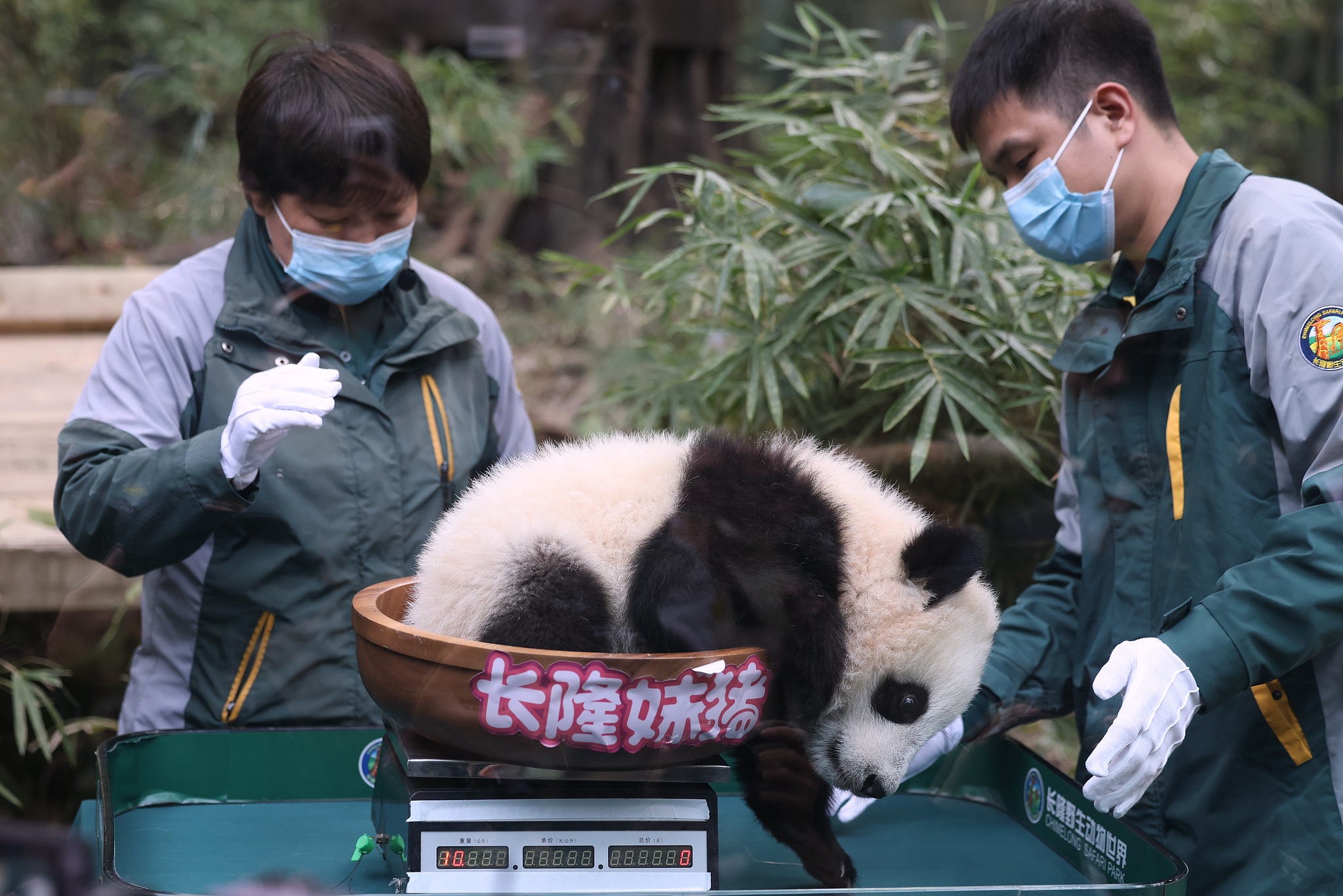 Keepers weigh Mei Zhu as the panda cub turns 6 months old at Guangzhou Chimelong Safari Park in Guangdong Province on December 18, 2024. /CFP