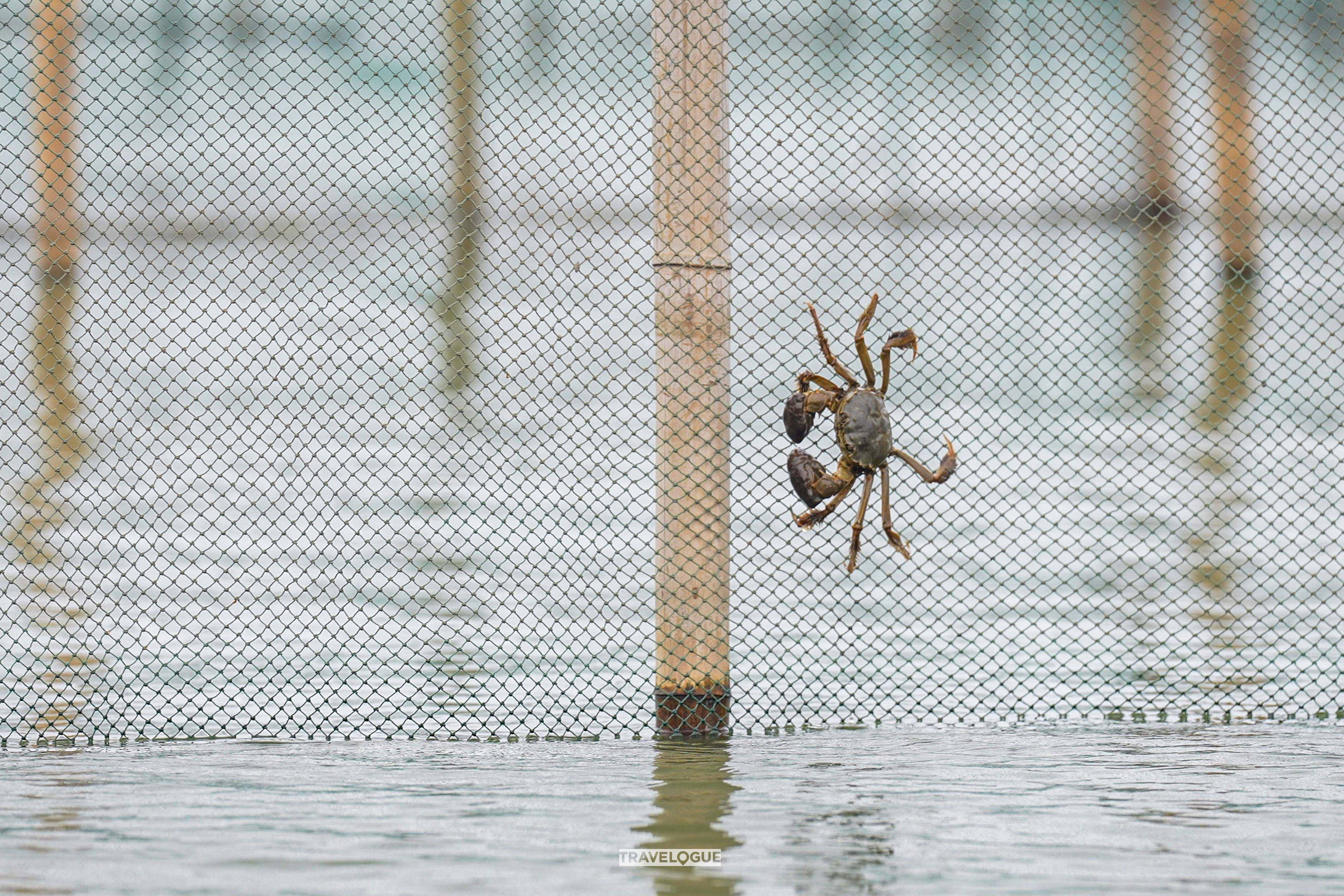 A view of the hairy crab farms on Yangcheng Lake in Suzhou, Jiangsu Province. /CGTN