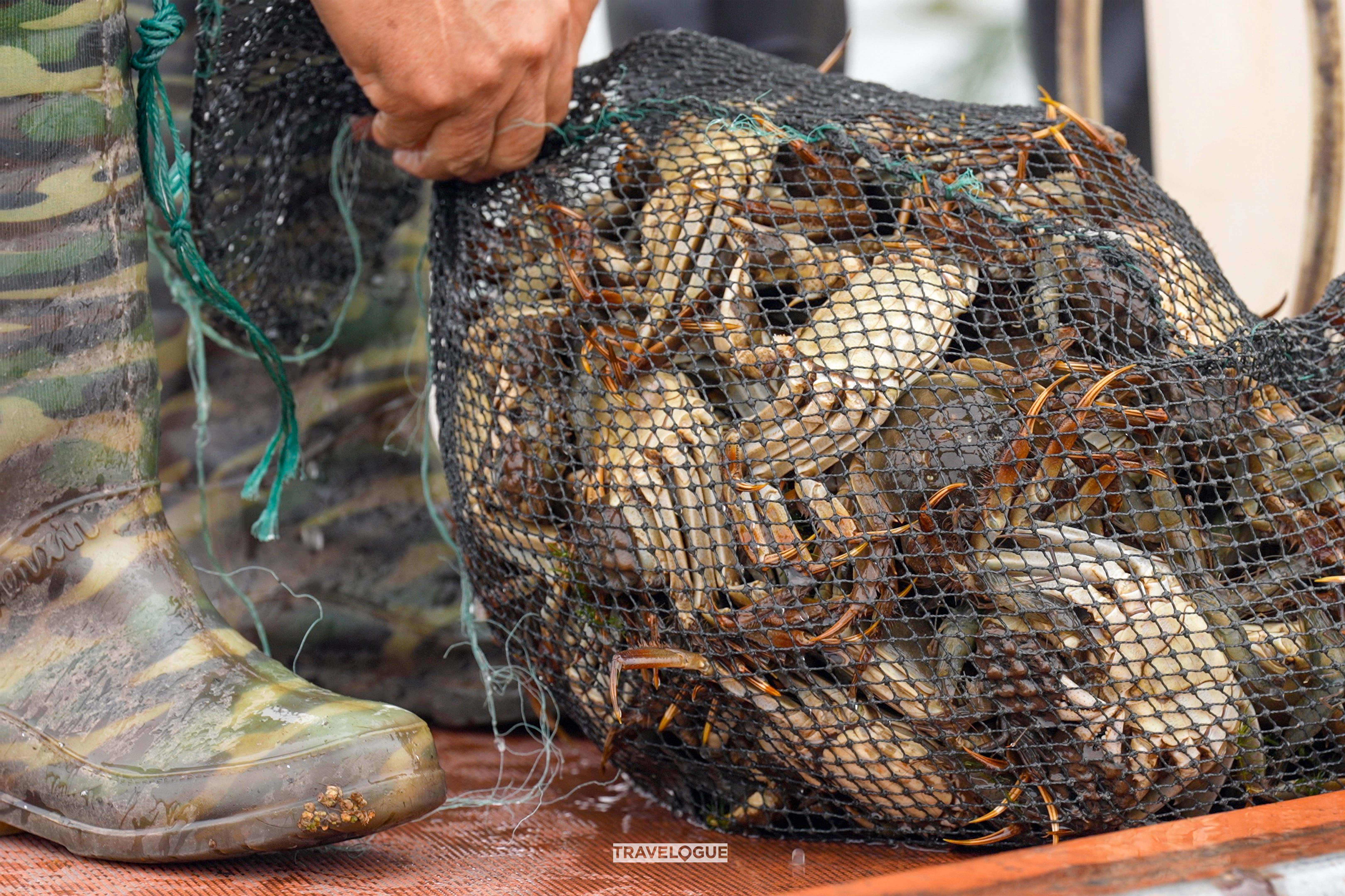 Hairy crabs are harvested from Yangcheng Lake in Suzhou, Jiangsu Province. /CGTN