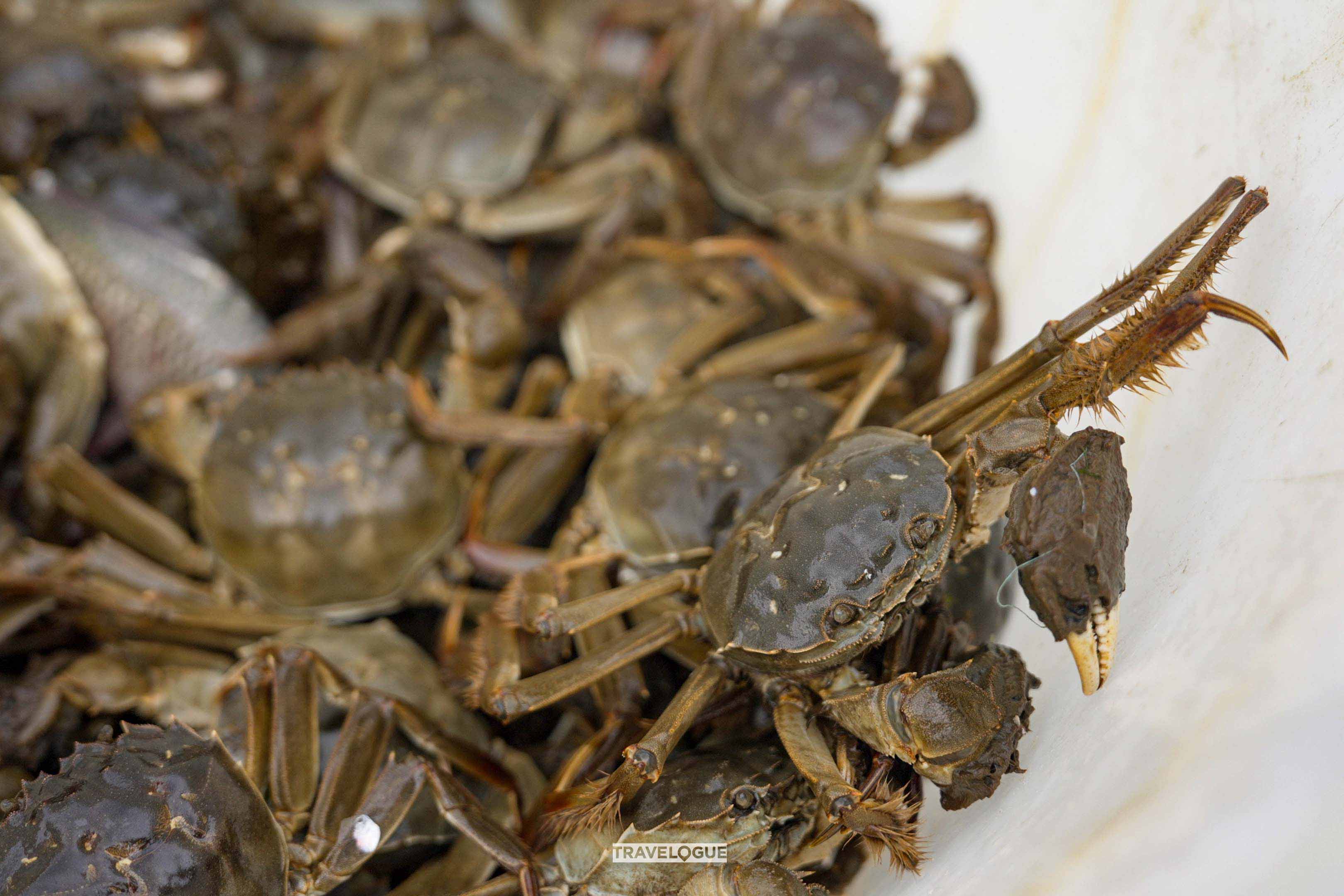 Hairy crabs are harvested from Yangcheng Lake in Suzhou, Jiangsu Province. /CGTN