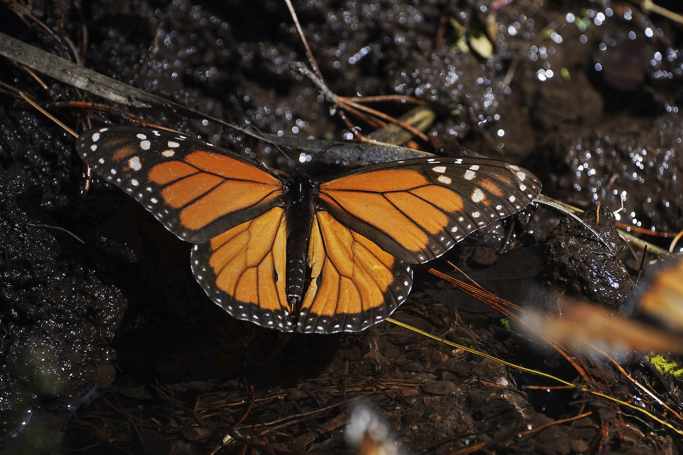 A monarch butterfly rests at Piedra Herrada sanctuary near Valle de Bravo, Mexico, January 4, 2023. /CFP