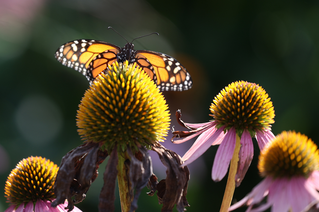 A monarch butterfly rests on a purple coneflower at the Toronto Music Garden in Canada, August 29, 2023. /CFP