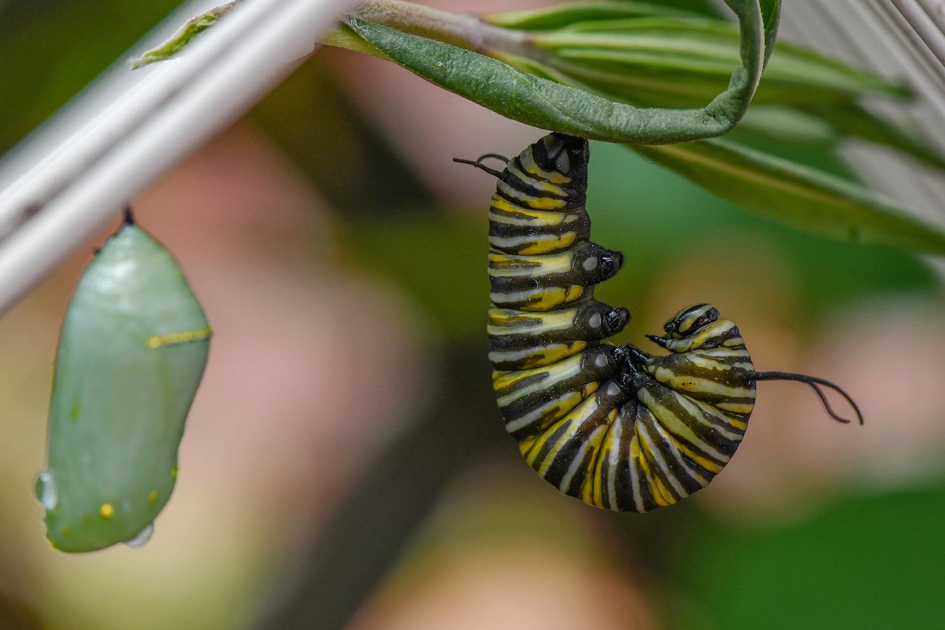 A monarch butterfly caterpillar prepares to shed its skin as it starts to form its chrysalis in a hobby breeding house in Lincoln, New Zealand, January 26, 2023. /CFP