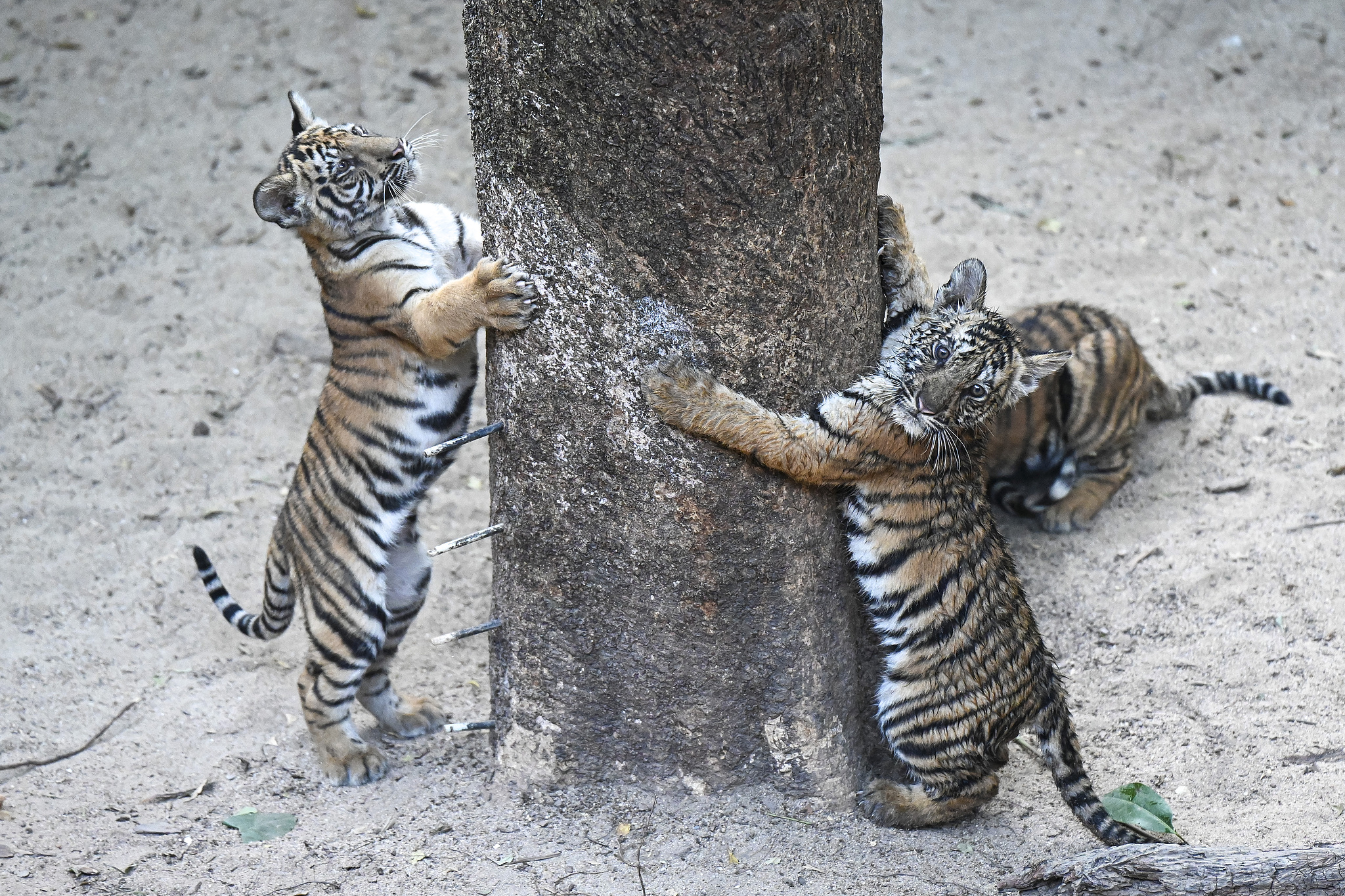 Bengal tigers play in the tiger den enclosure at Guangzhou Chimelong Safari Park in Guangdong Province on December 20, 2024. /CFP