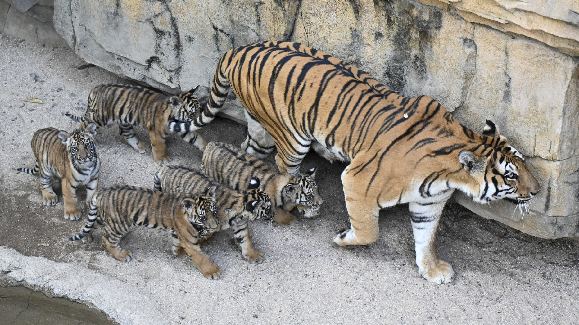 Bengal tiger quintuplets make debut in Guangzhou