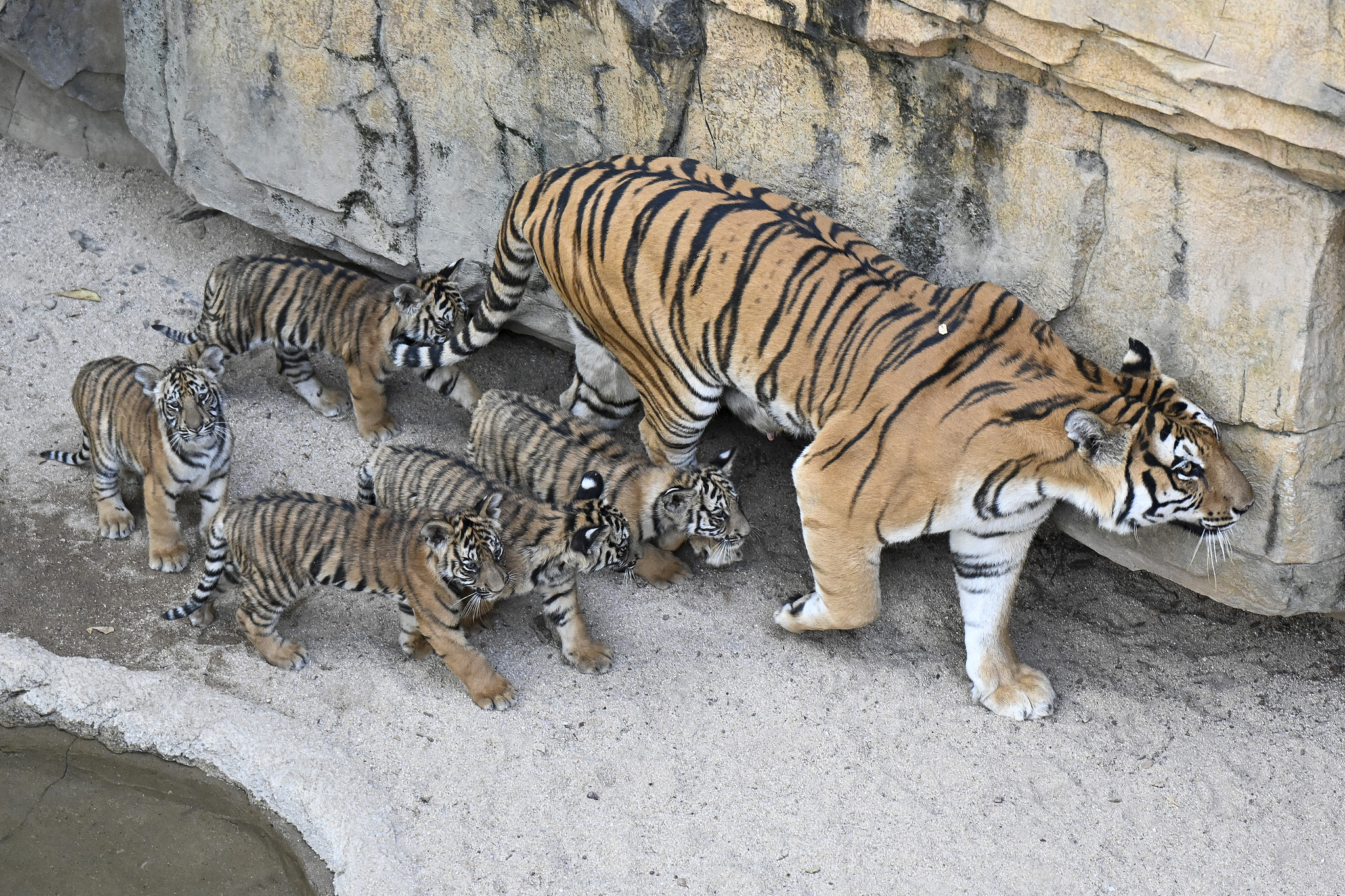 The three-month-old Bengal tiger quintuplets make their public debut with their mother Weiwei at Guangzhou Chimelong Safari Park in Guangdong Province on December 20, 2024. /CFP