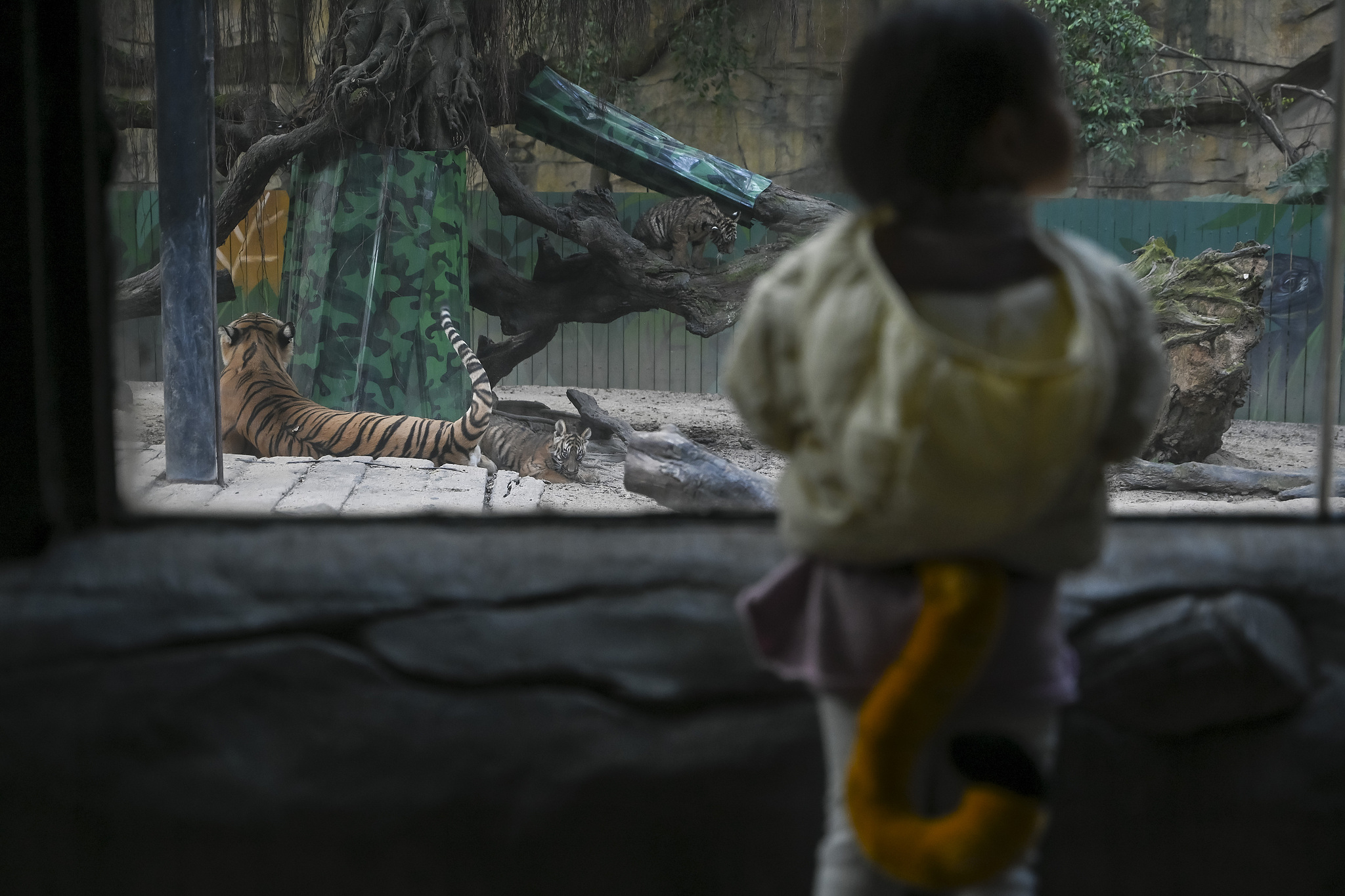 Bengal tigers play in the tiger den enclosure at Guangzhou Chimelong Safari Park in Guangdong Province on December 20, 2024. /CFP