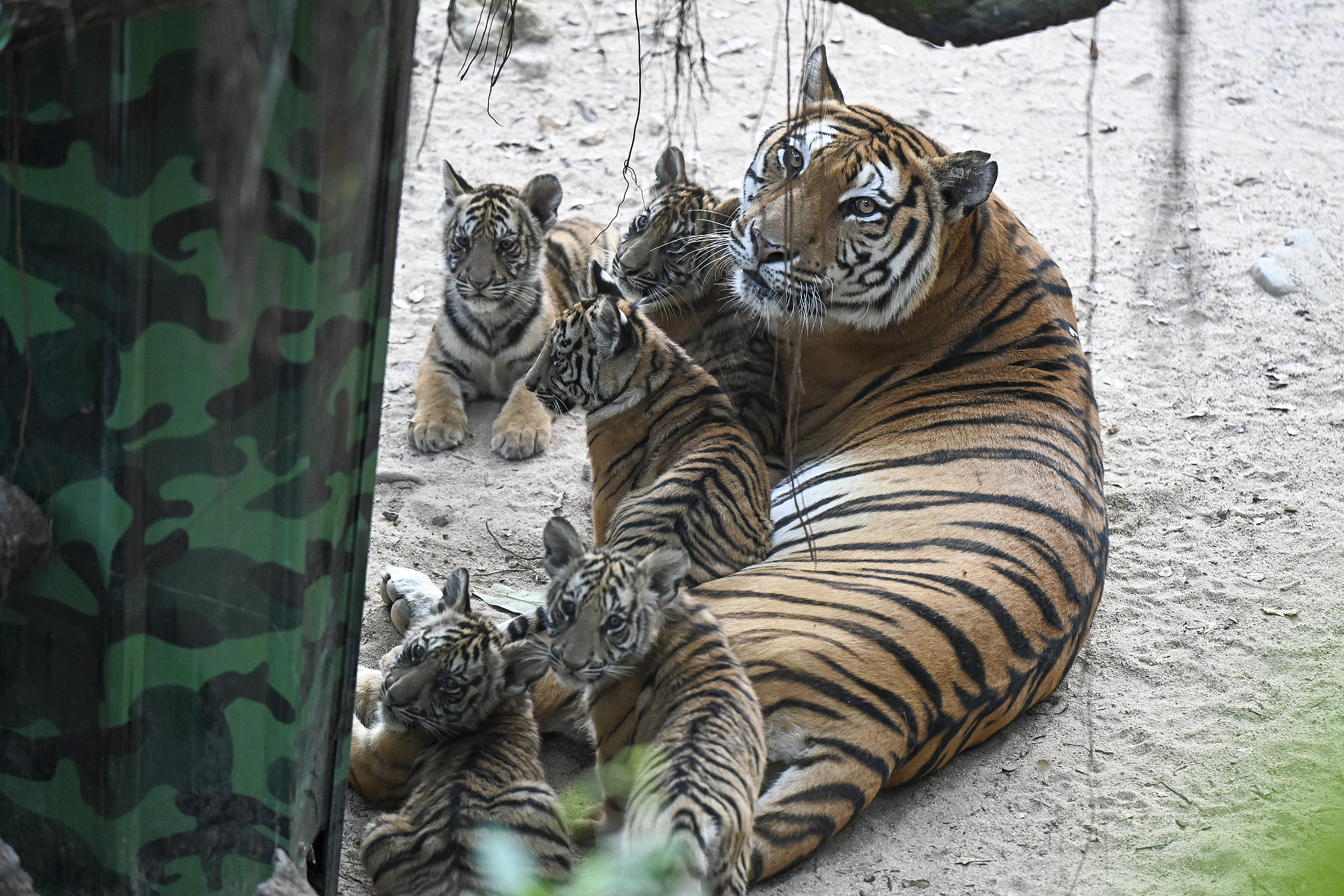 The three-month-old Bengal tiger quintuplets make their public debut with their mother Weiwei at Guangzhou Chimelong Safari Park in Guangdong Province on December 20, 2024. /CFP