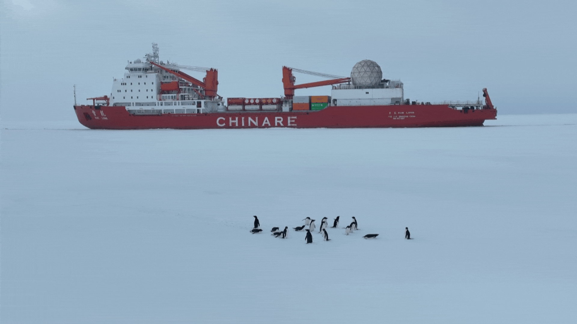 Penguins are seen in front of the icebreaker Xuelong during its unloading process near Zhongshan Station, China's research base in Antarctica, on December 7, 2024. /CCTV Plus