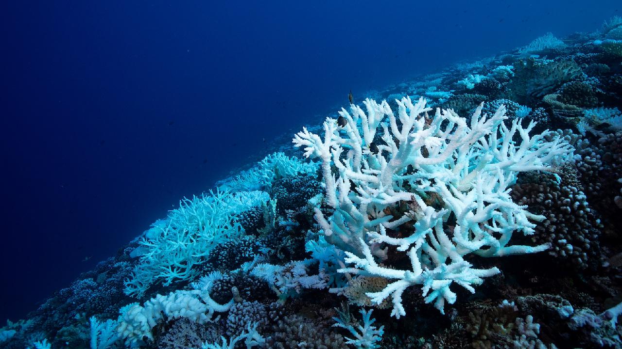 Past Climate Crisis Provides Insight into Contemporary Ocean Acidification Concerns