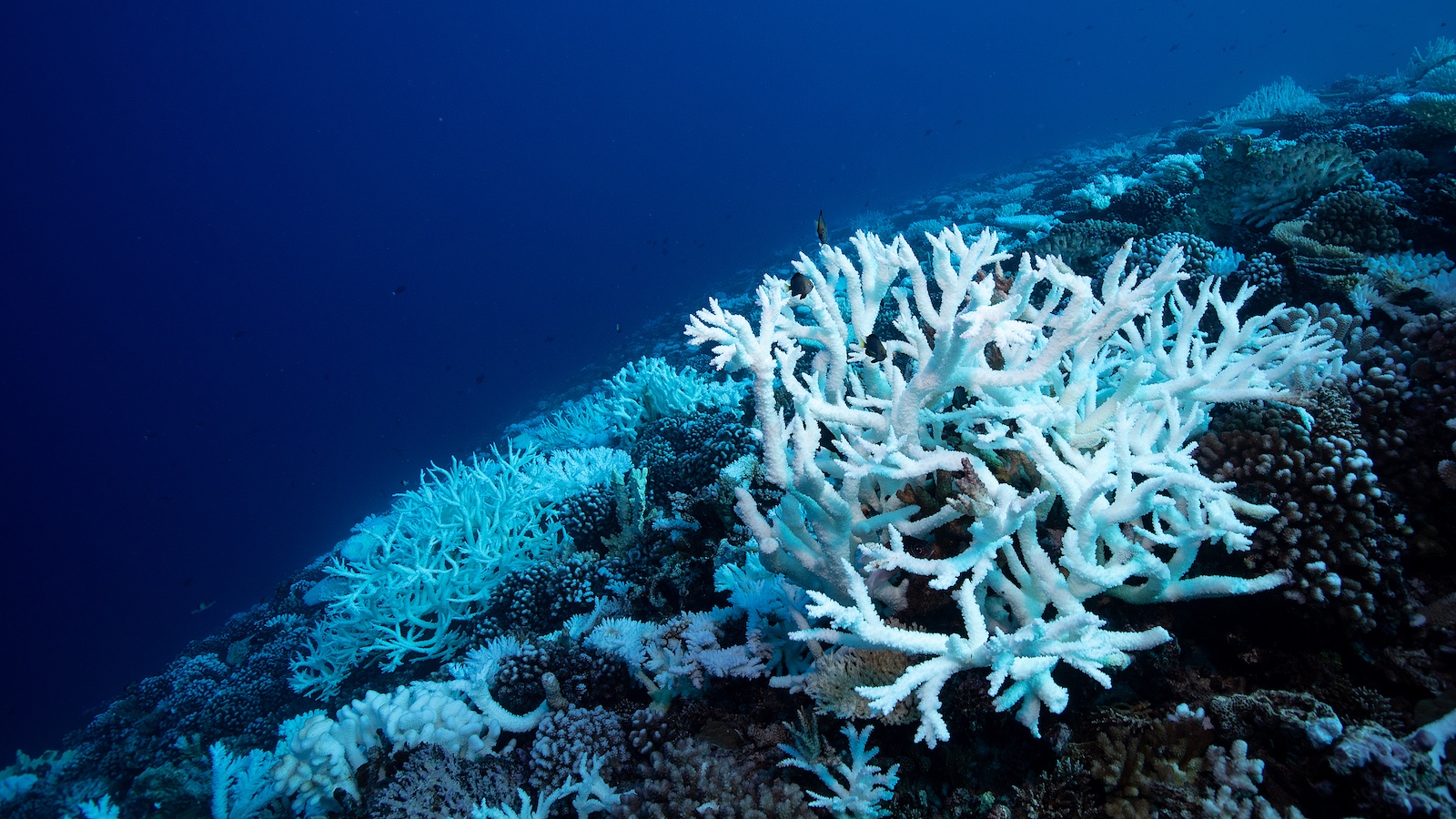 Ancient climate crisis offers warning on modern ocean acidification