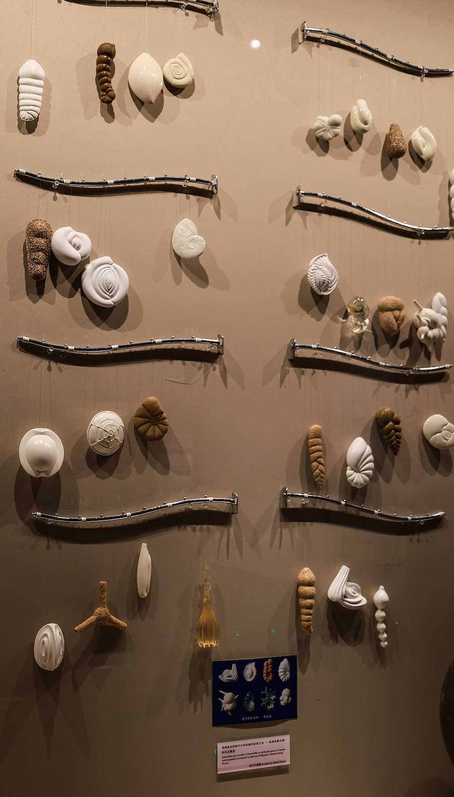 Models of foraminifera that existed in the sea during the PETM, Overseas Chinese History Museum of China, Beijing, July 7, 2024. /CFP