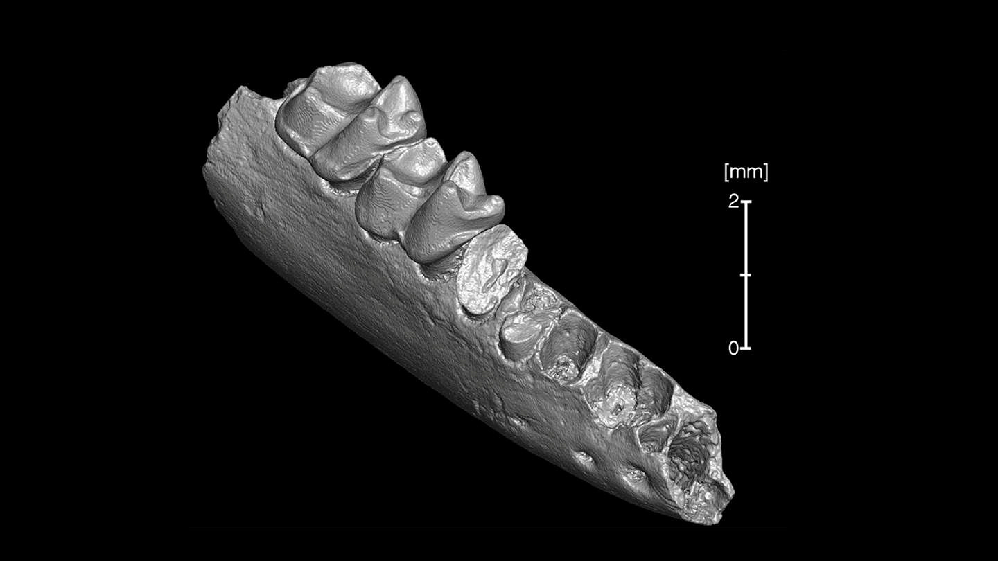 Teilhardina brandti, a 56-million-year-old primate found in Wyoming, the U.S., December 27, 2018. /CFP