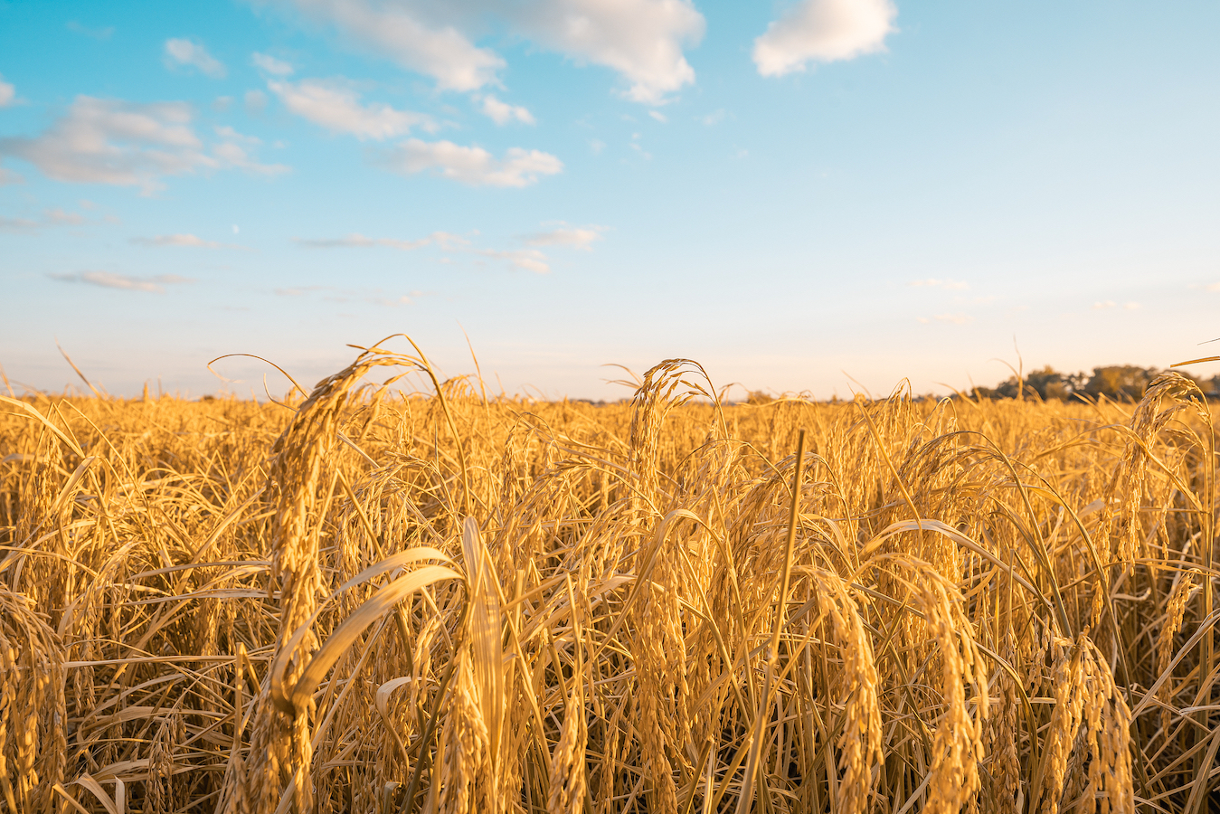 Rice fields in Heilongjiang Province, northeast China. /CFP