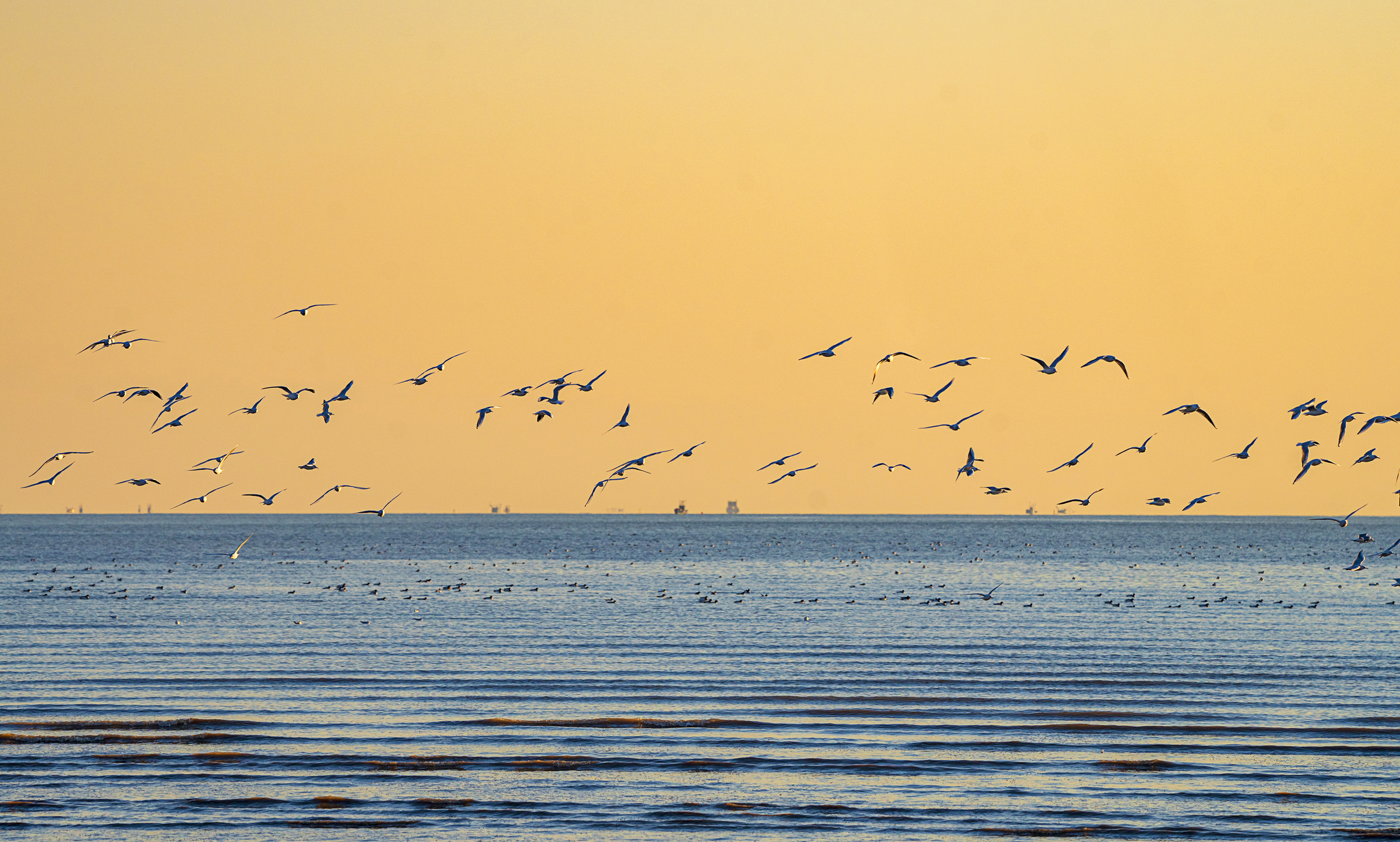 Migratory birds are pictured at the tidal flats of Tianjin's Binhai New Area this December. /CFP