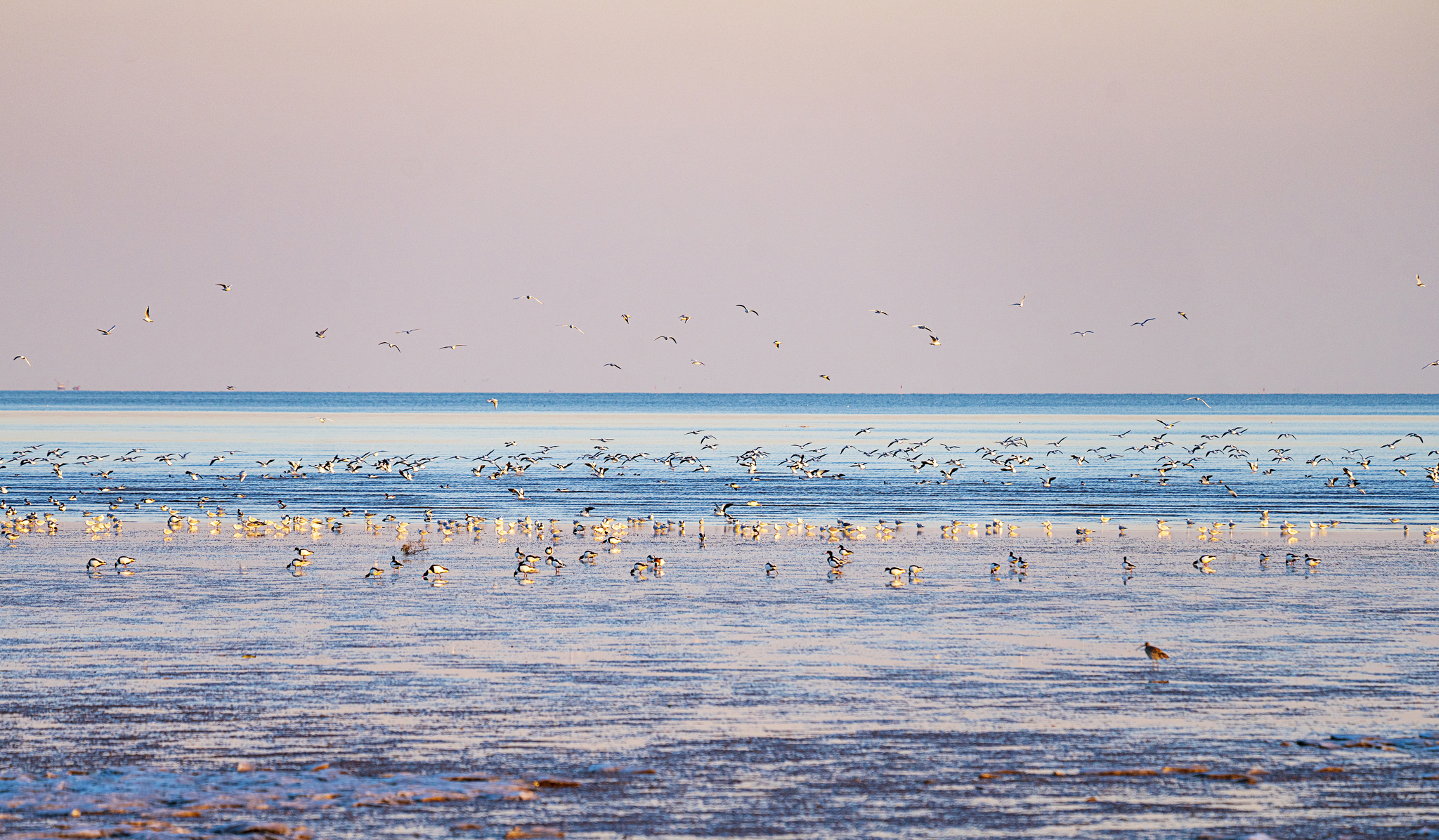 Migratory birds are pictured at the tidal flats of Tianjin's Binhai New Area this December. /CFP