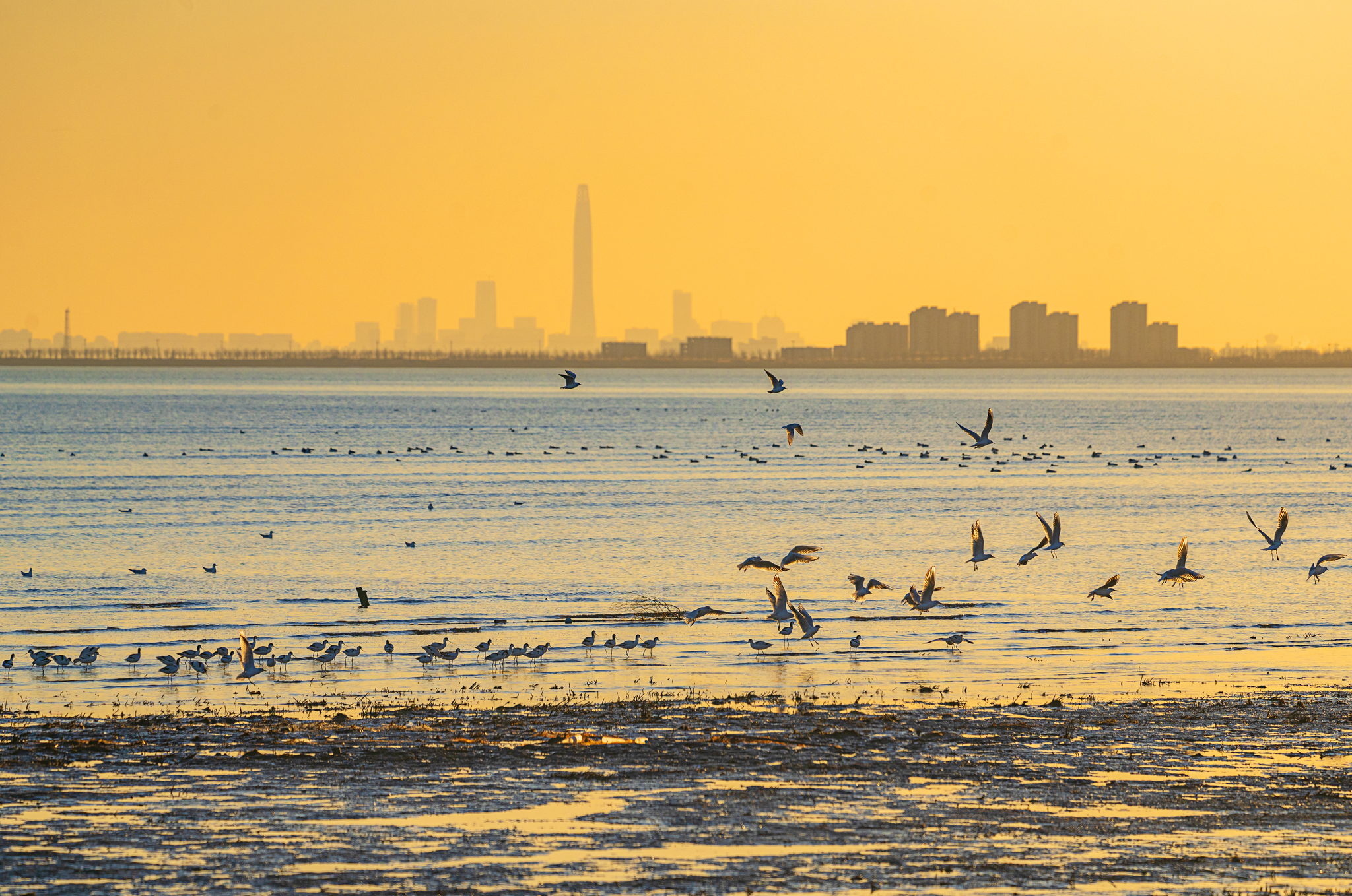 Migratory birds are pictured at the tidal flats of Tianjin's Binhai New Area this December. /CFP