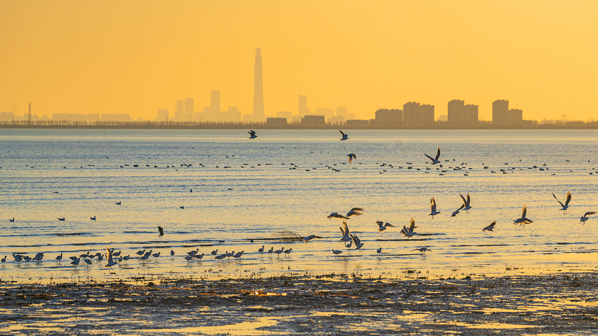 Migratory birds thrive in Tianjin's coastal wetlands