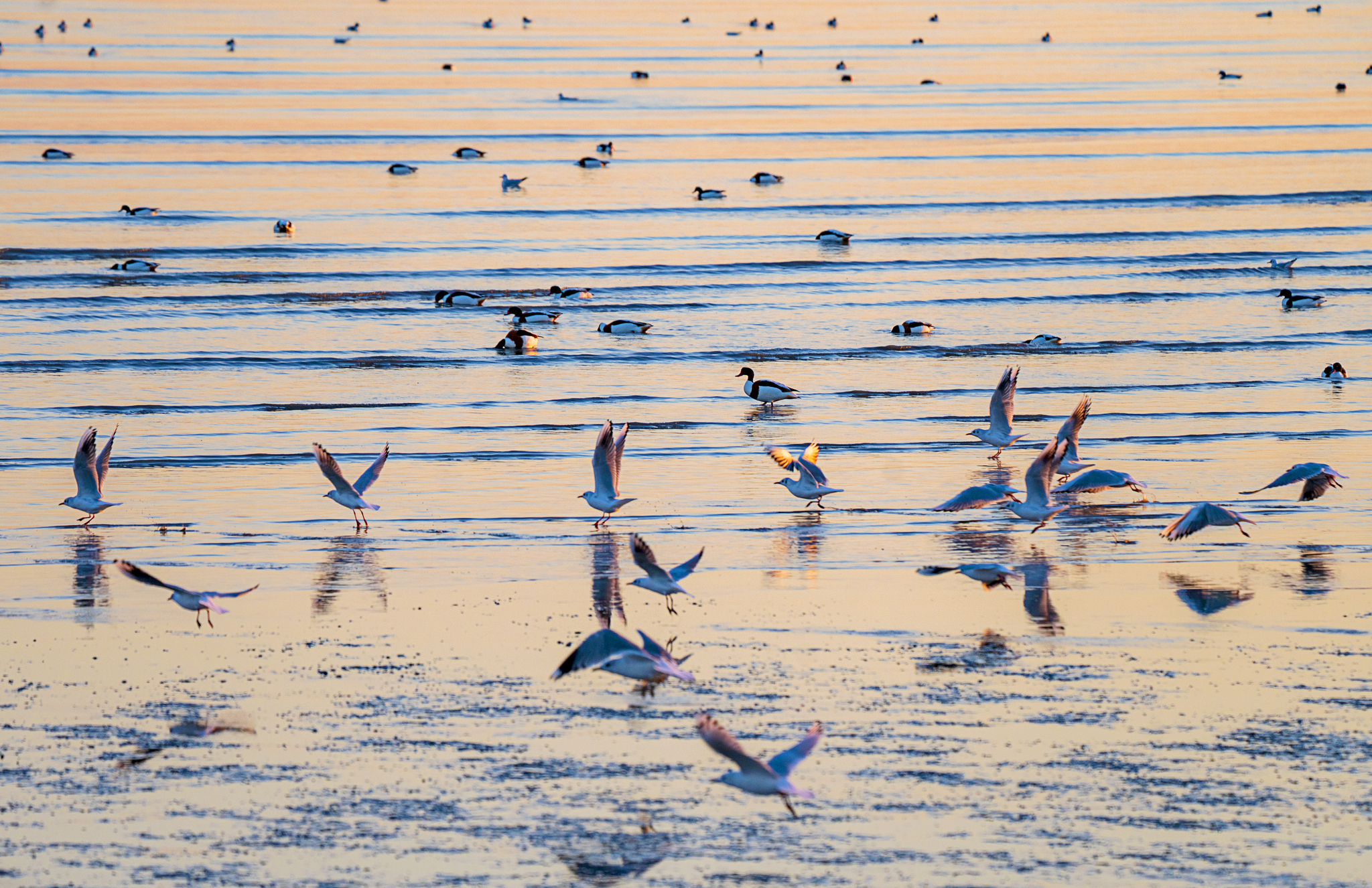 Migratory birds are pictured at the tidal flats of Tianjin's Binhai New Area this December. /CFP